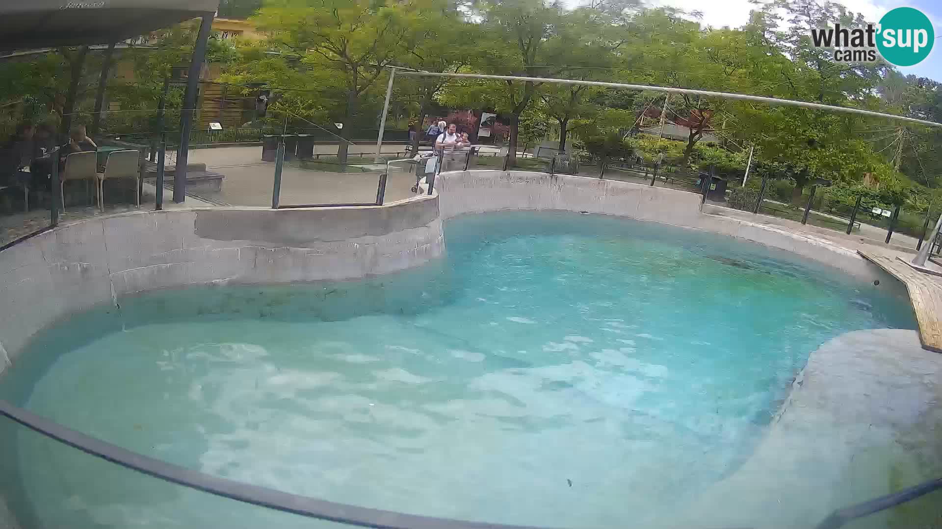 Zoo Zagreb – California Sea Lion