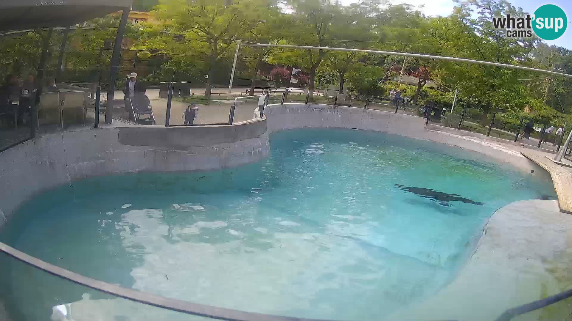 Zoo Zagreb – California Sea Lion