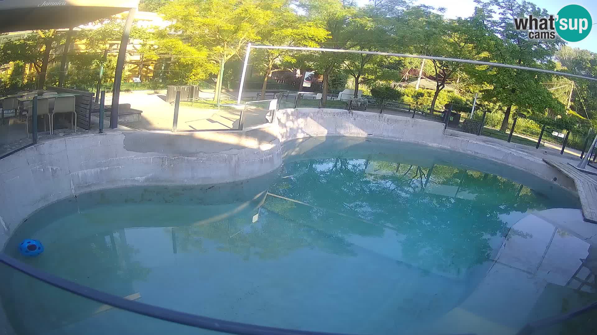 Zoo Zagreb –  León marino de California