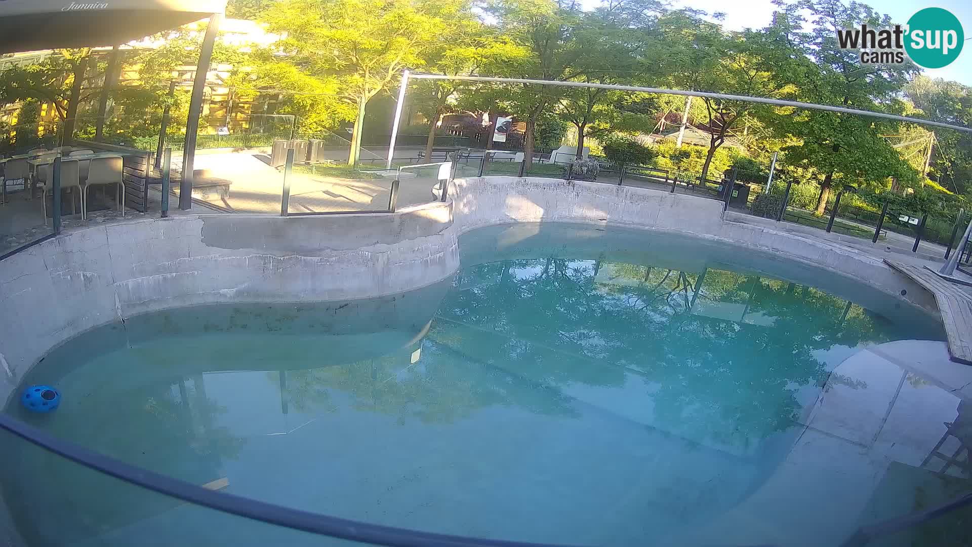 Zoo Zagreb – Kalifornijski morski lav