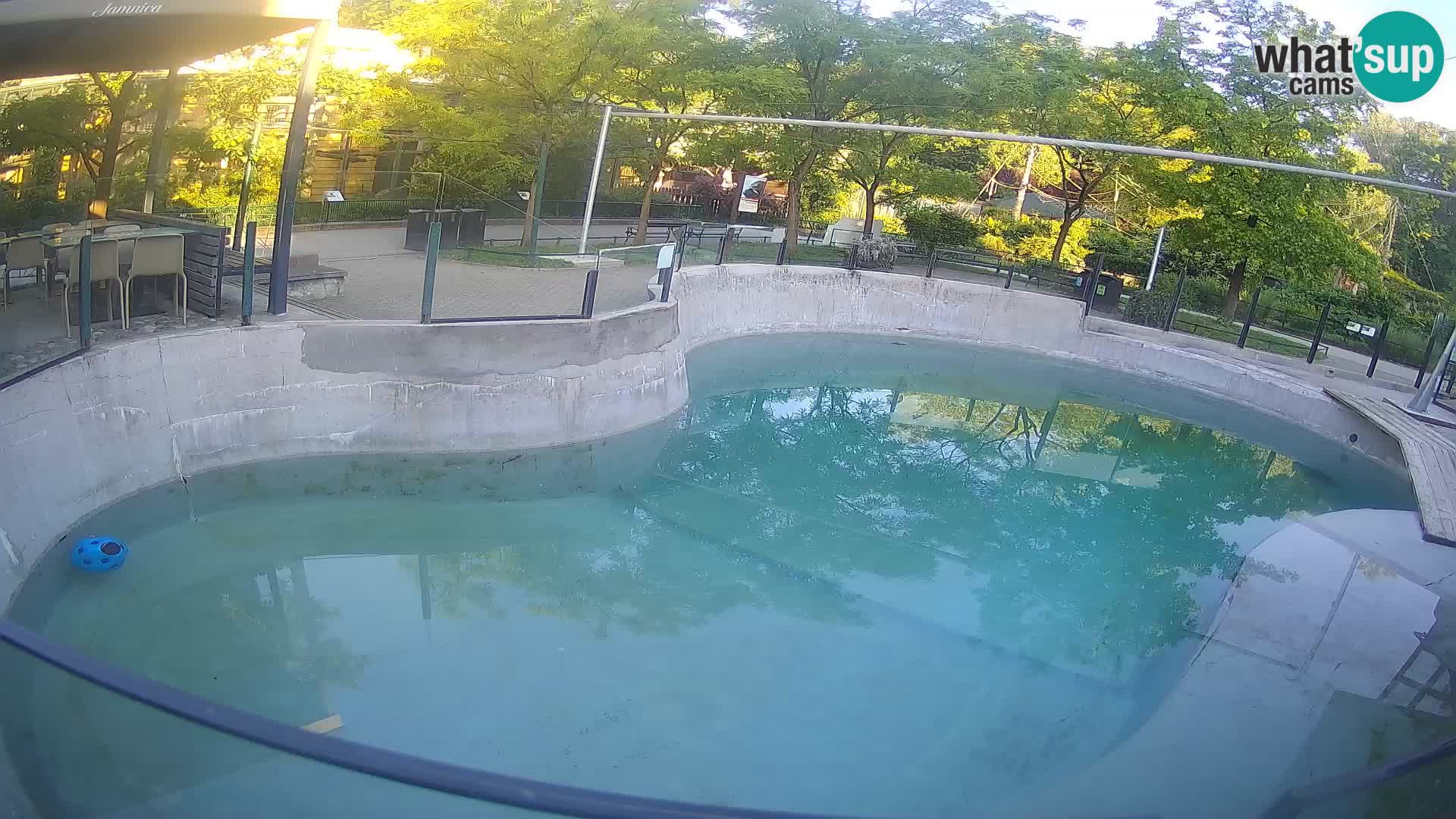 Zoo Zagreb – Kalifornijski morski lev