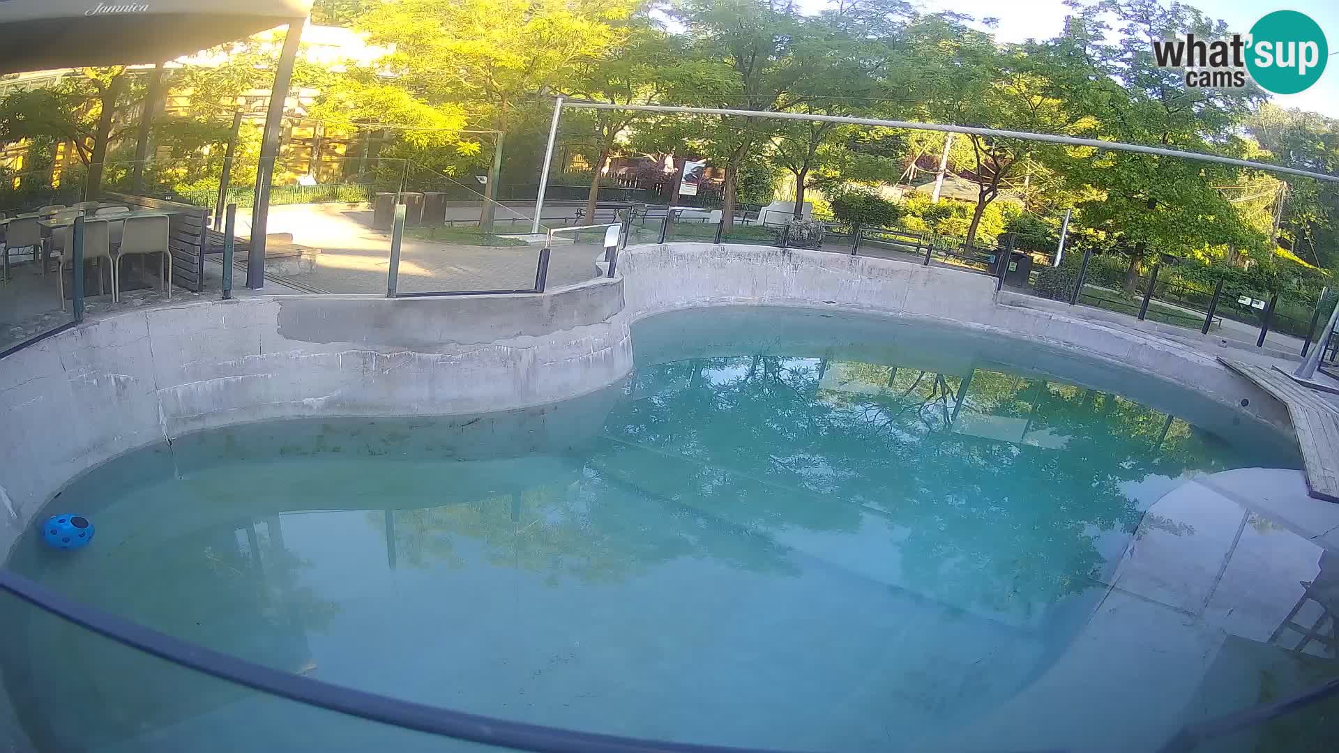 Zoo Zagreb – Kalifornijski morski lav
