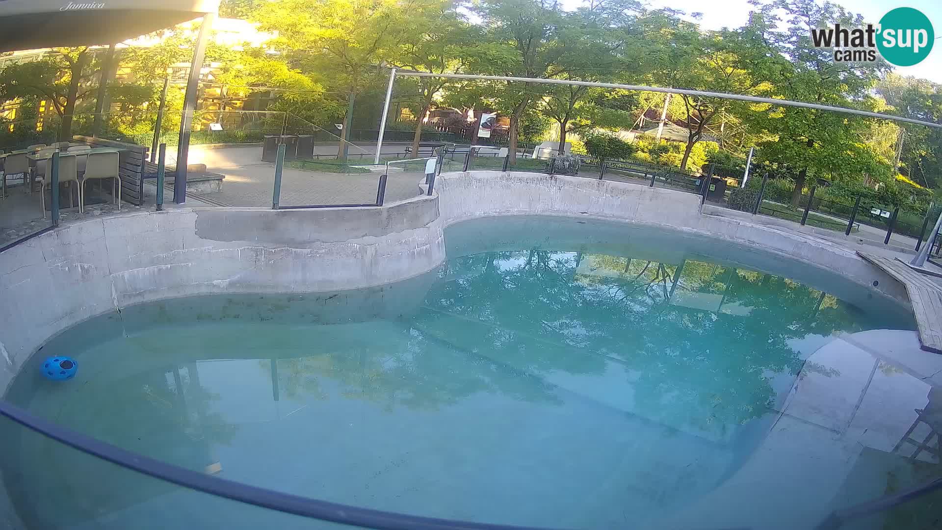 Zoo Zagreb – Kalifornijski morski lav