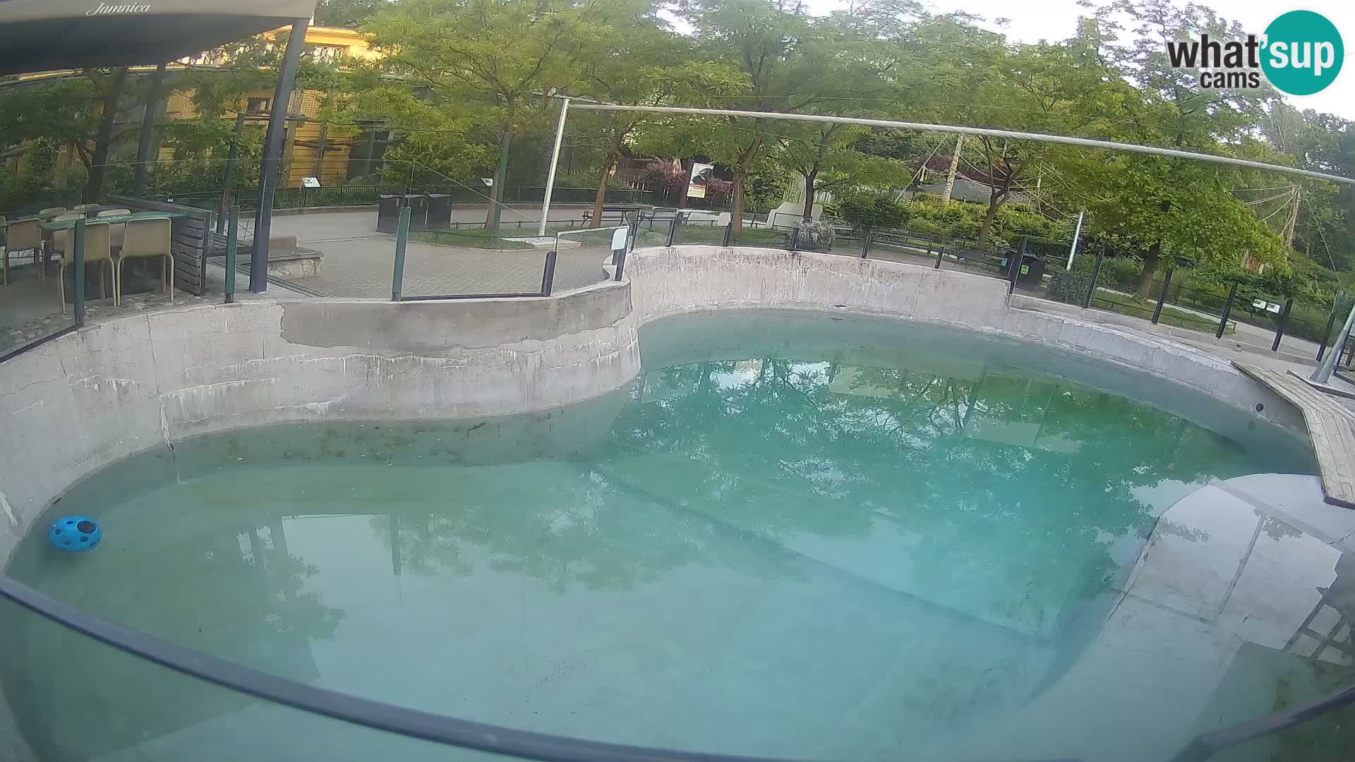 Zoo Zagreb – Kalifornijski morski lev