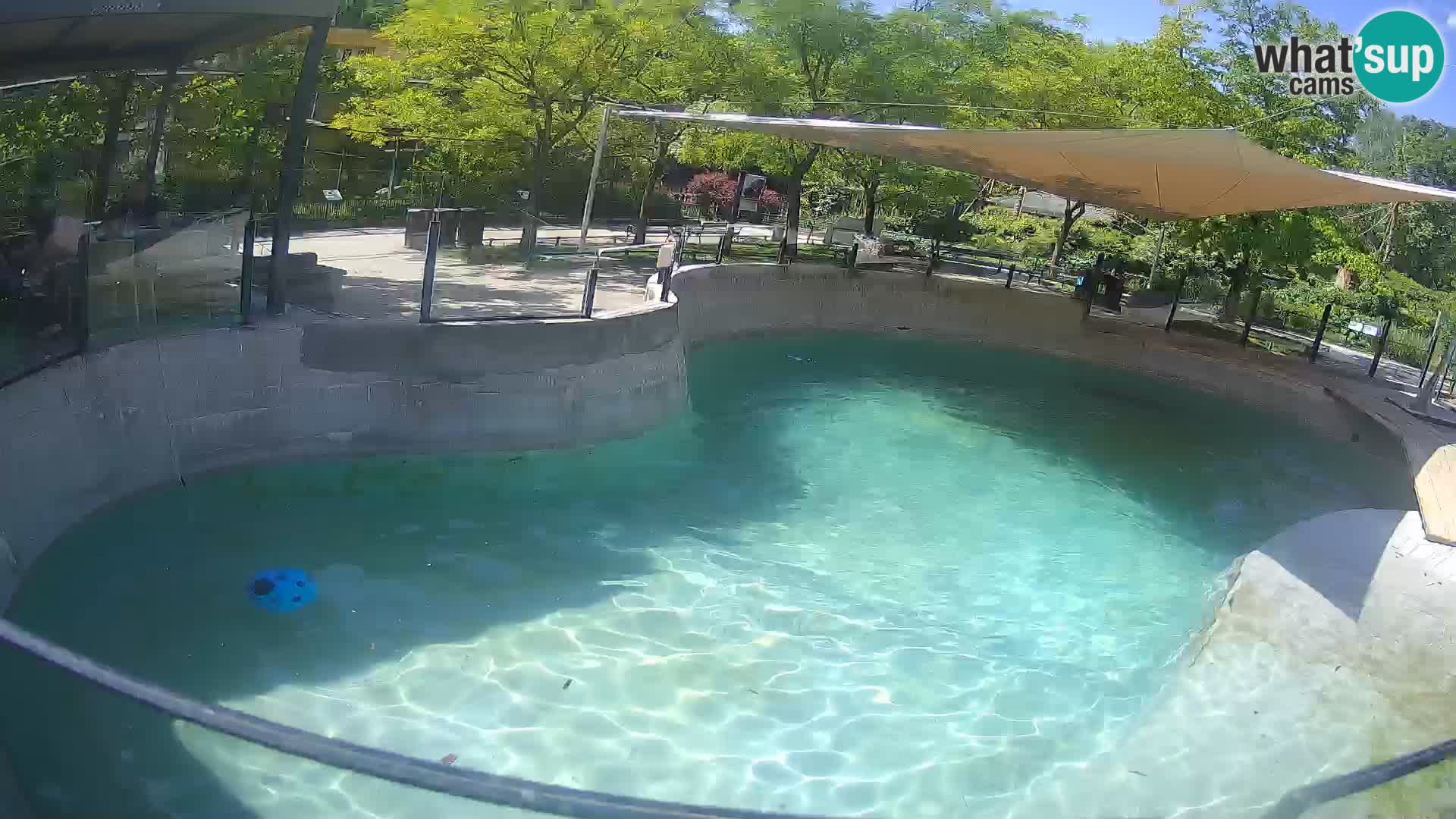 Zoo Zagreb – Kalifornijski morski lev