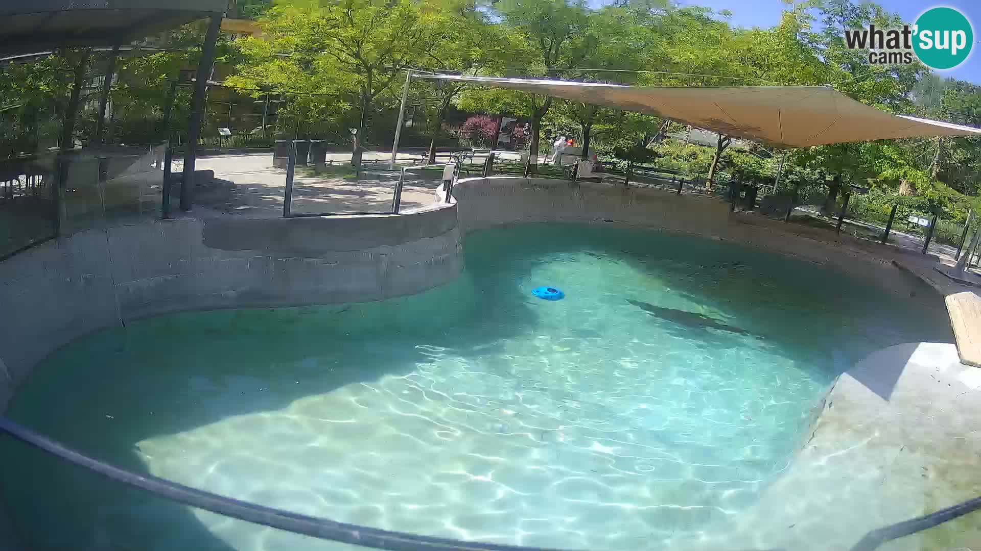 Zoo Zagreb – Kalifornijski morski lav
