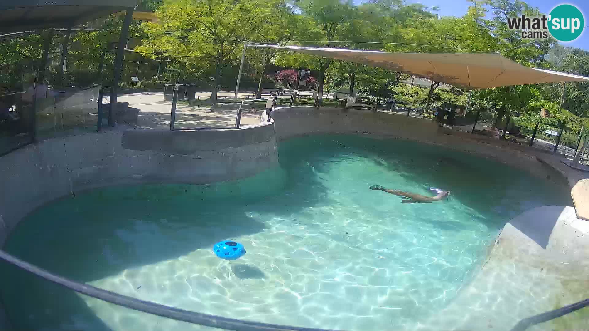 Zoo Zagreb –  León marino de California