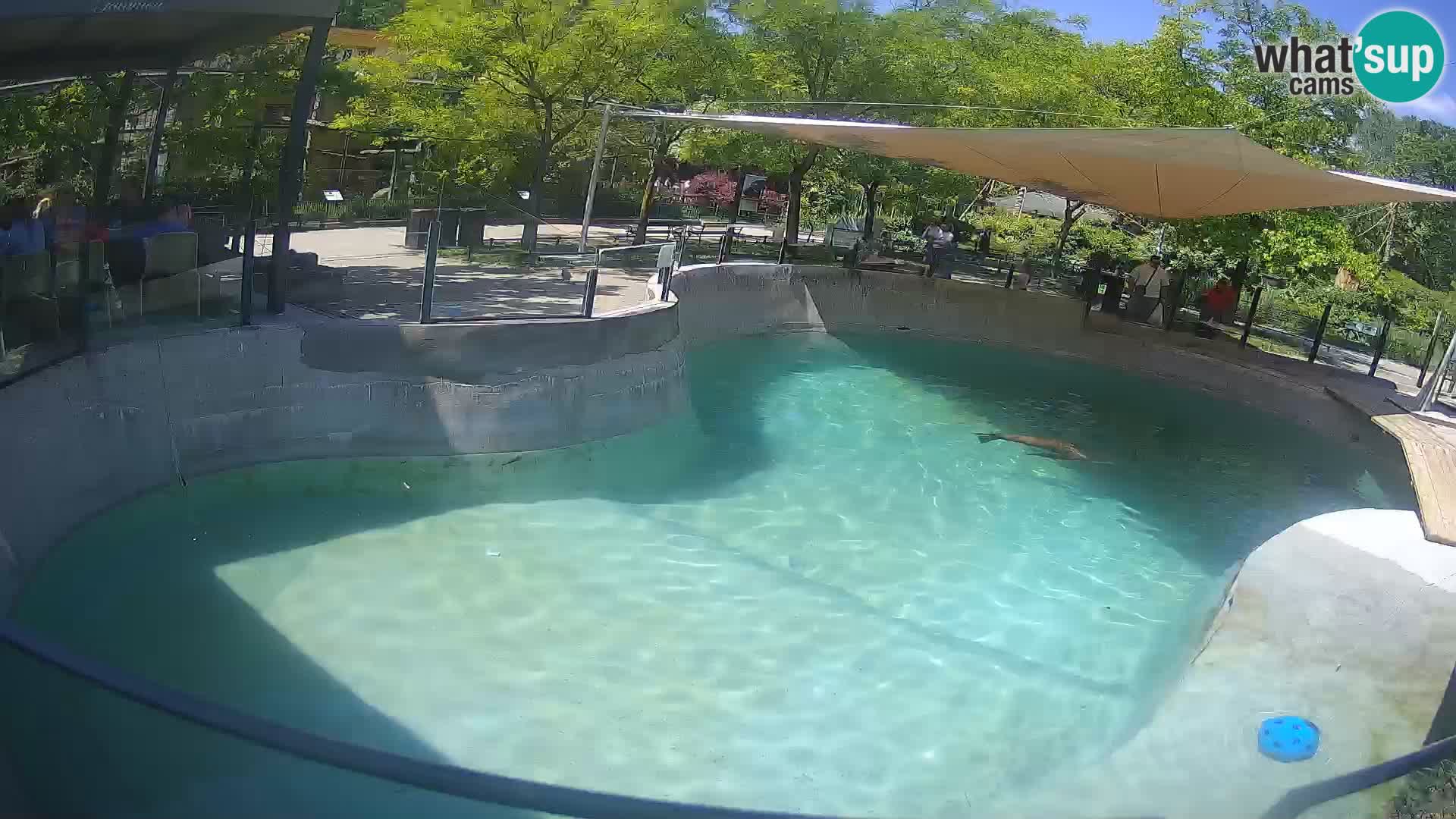 Zoo Zagreb – Kalifornischer Seelöwe