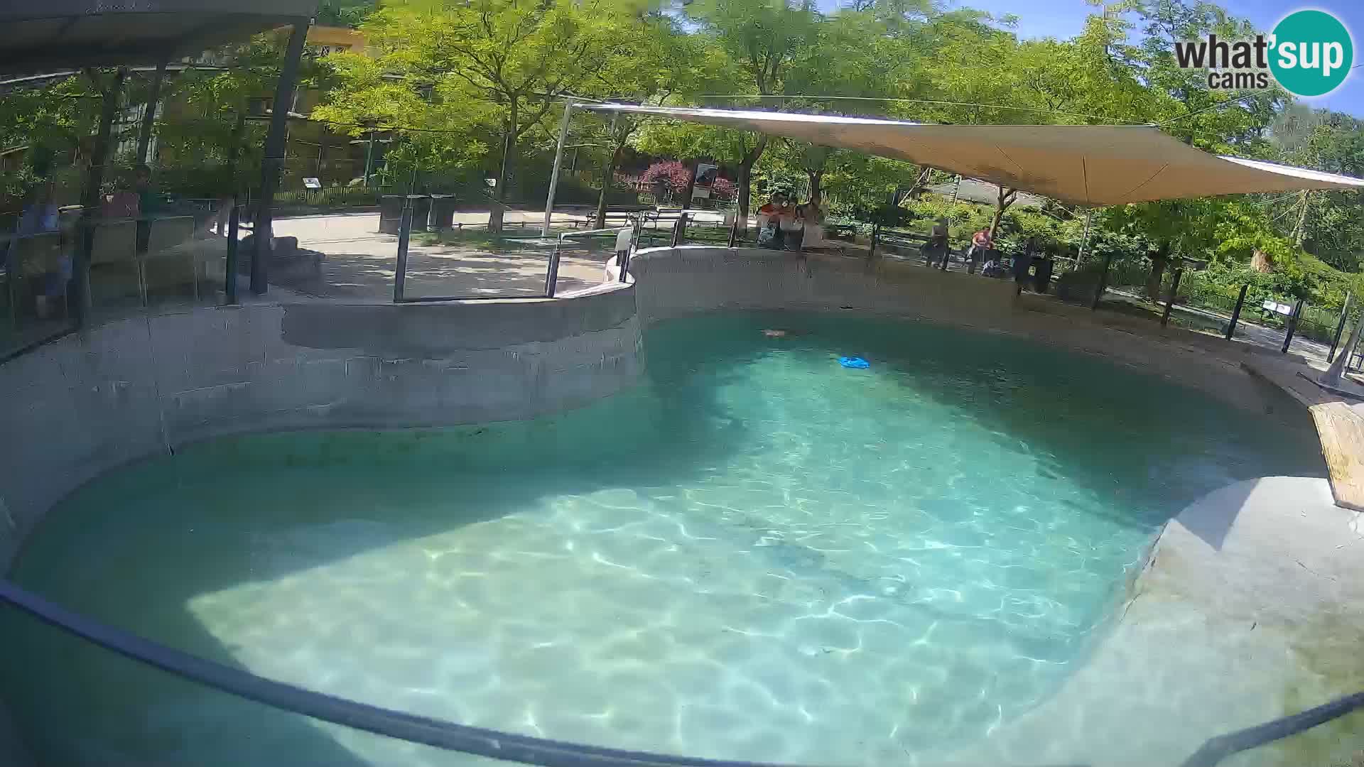 Zoo Zagreb –  León marino de California