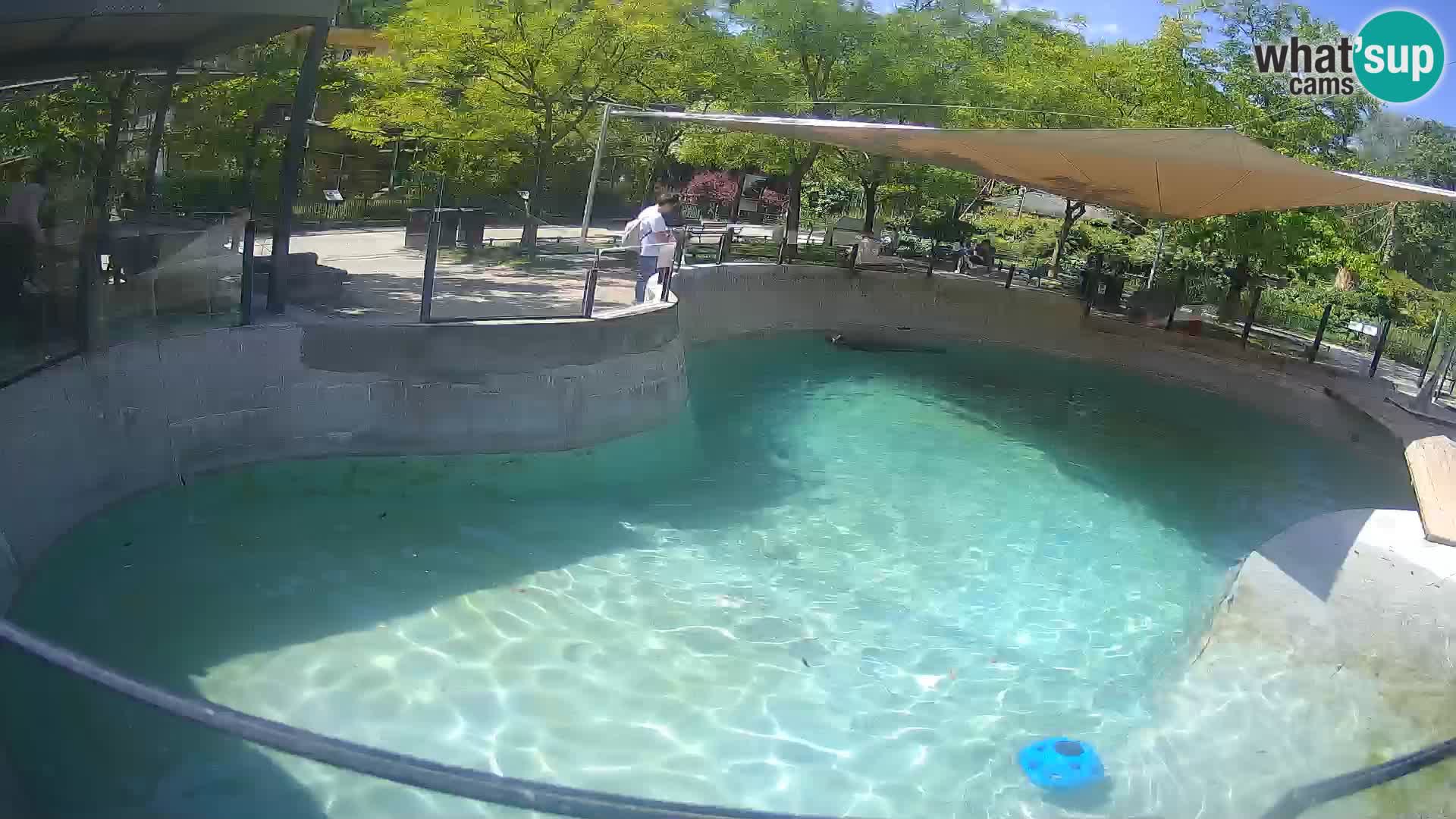 Zoo Zagreb – Kalifornijski morski lev