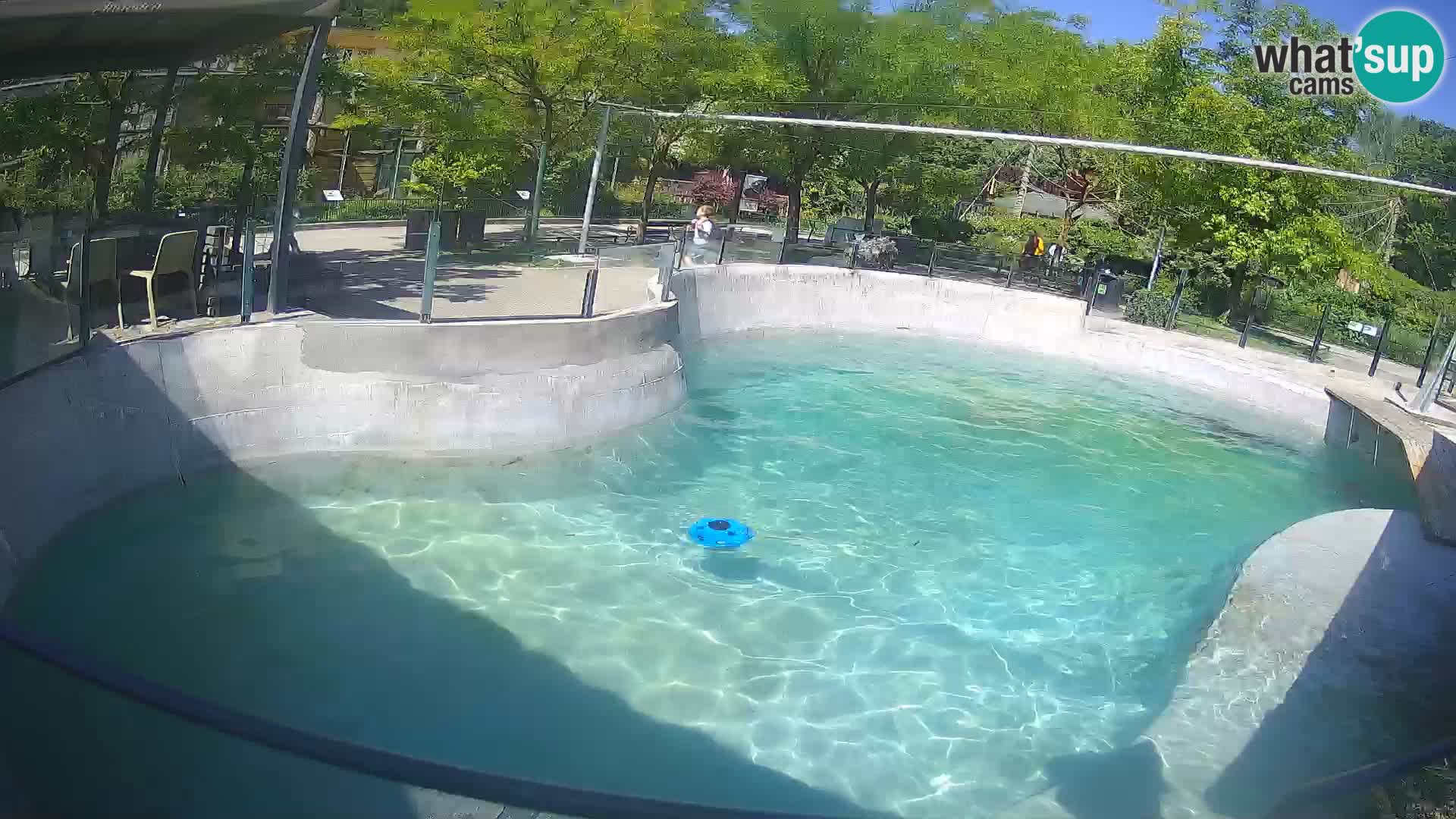 Zoo Zagreb – Kalifornijski morski lev