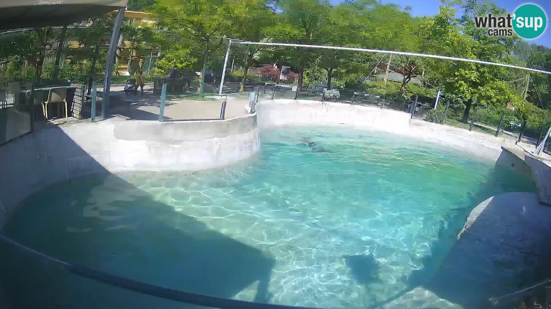 Zoo Zagreb – Kalifornijski morski lev