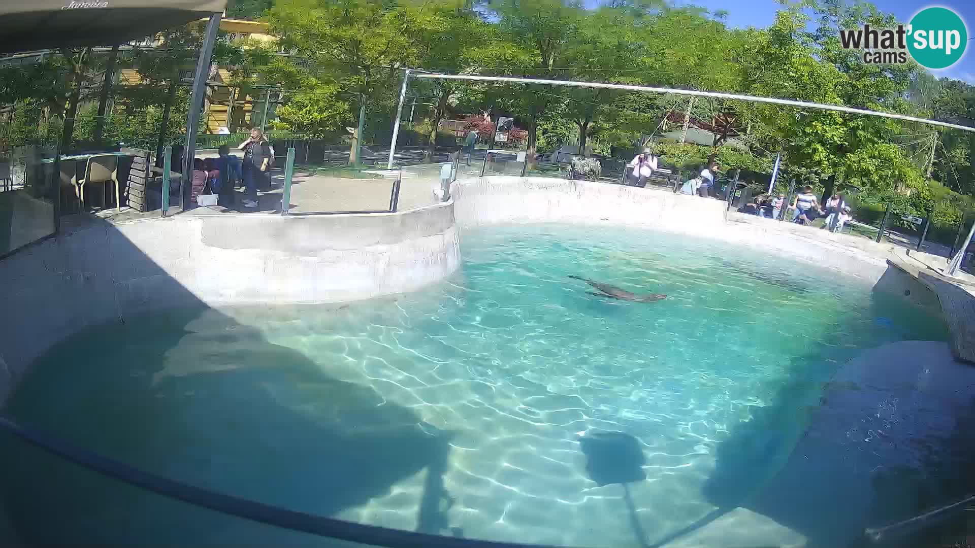 Zoo Zagreb – Kalifornijski morski lev