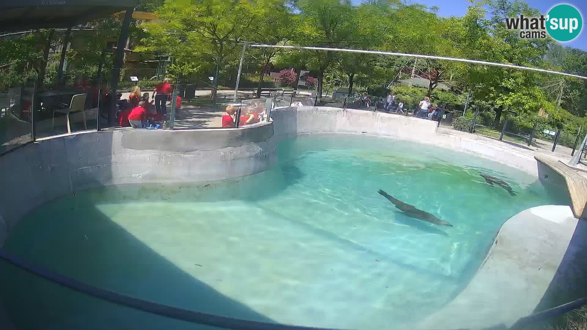 Zoo Zagreb – Otaria della California