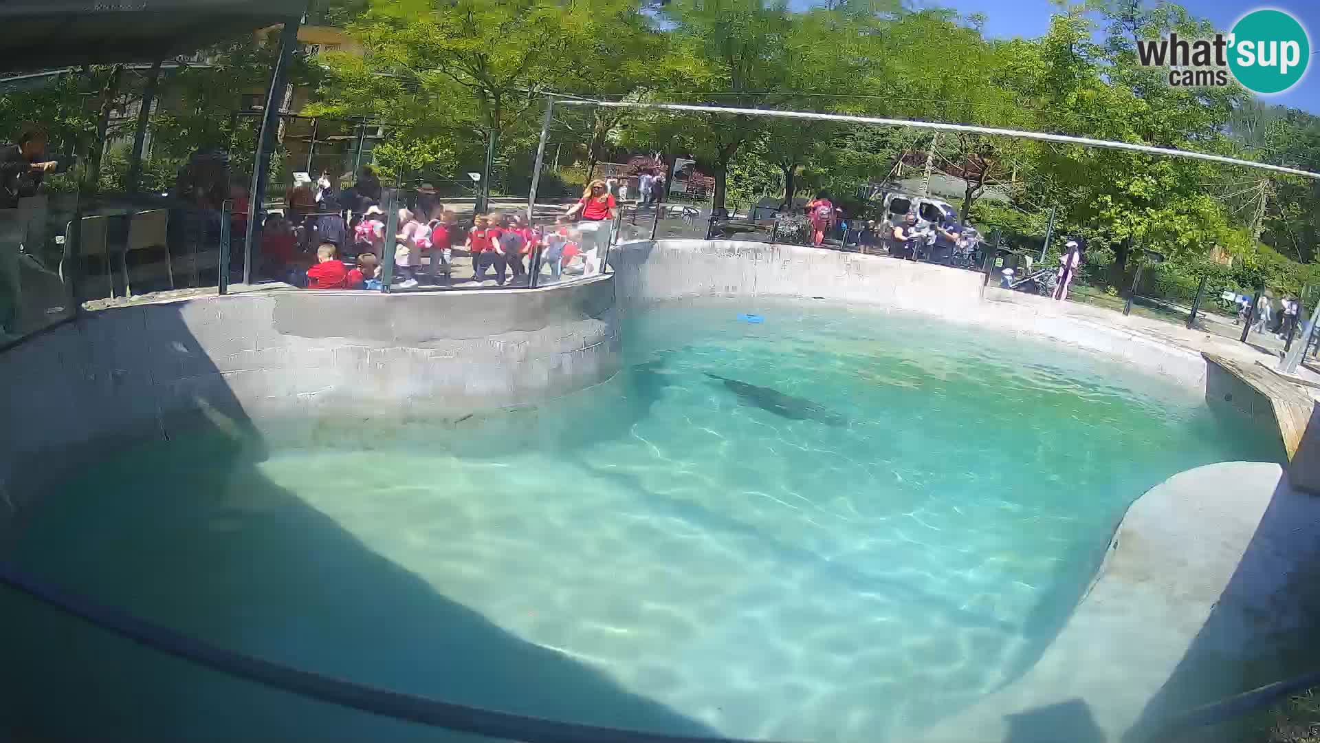 Zoo Zagreb – California Sea Lion