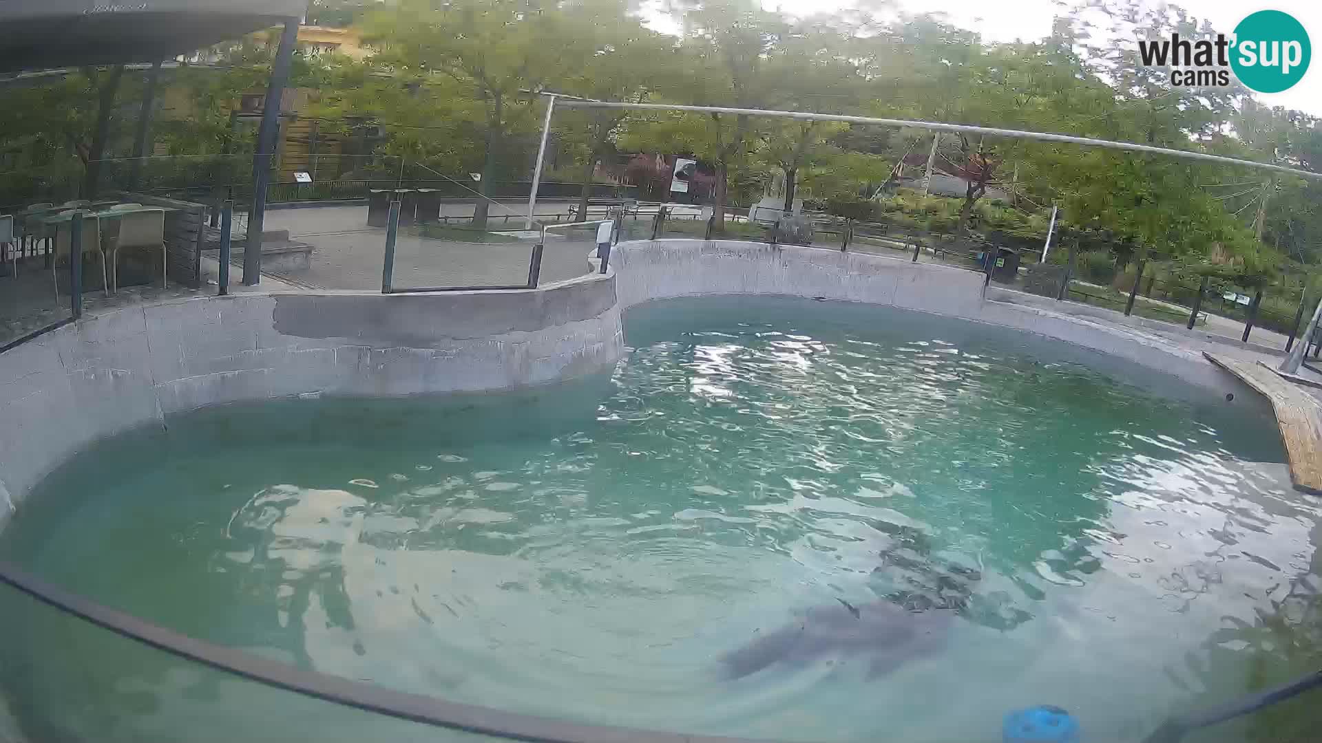 Zoo Zagreb – Kalifornijski morski lav