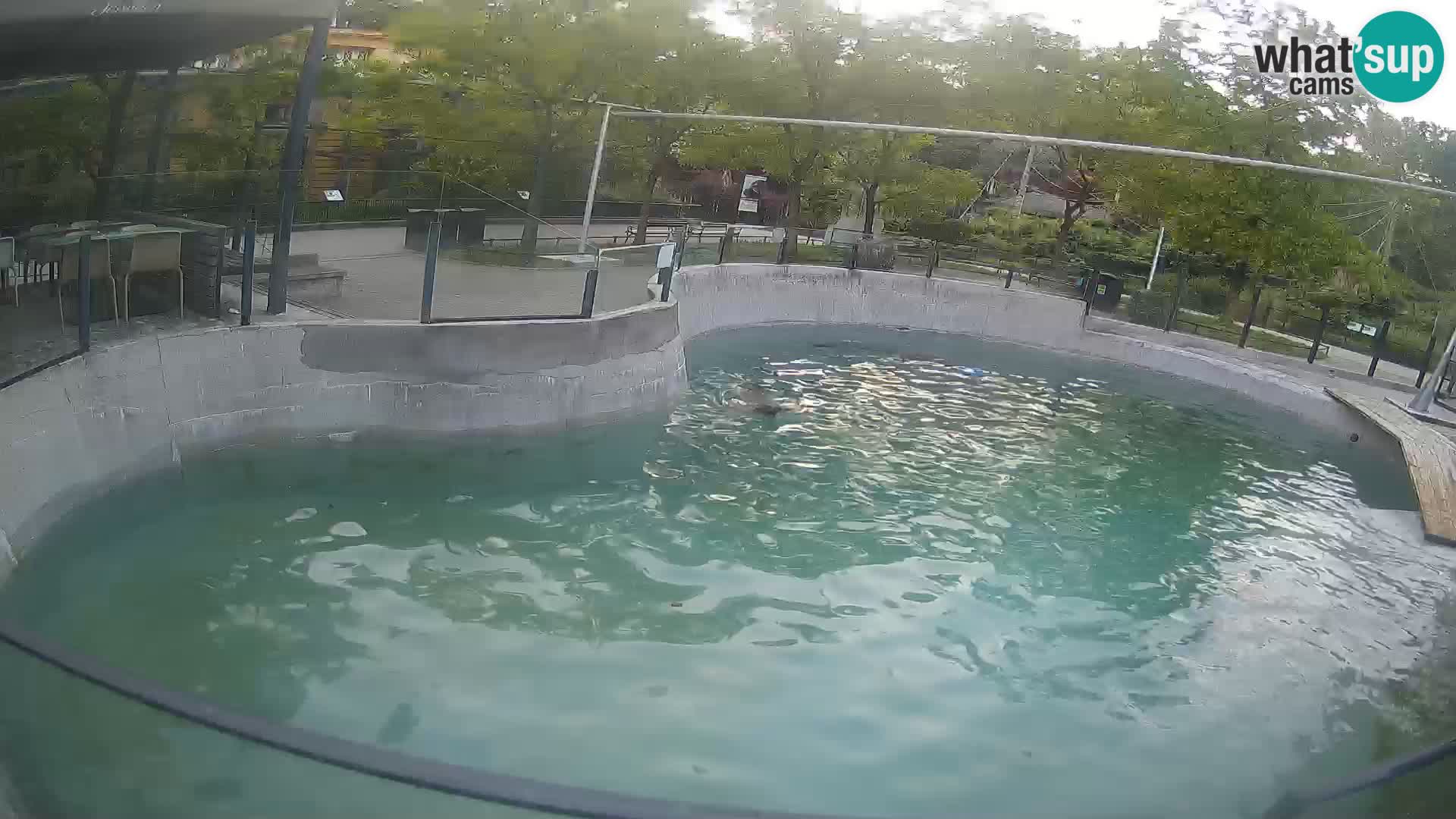 Zoo Zagreb – Kalifornijski morski lev