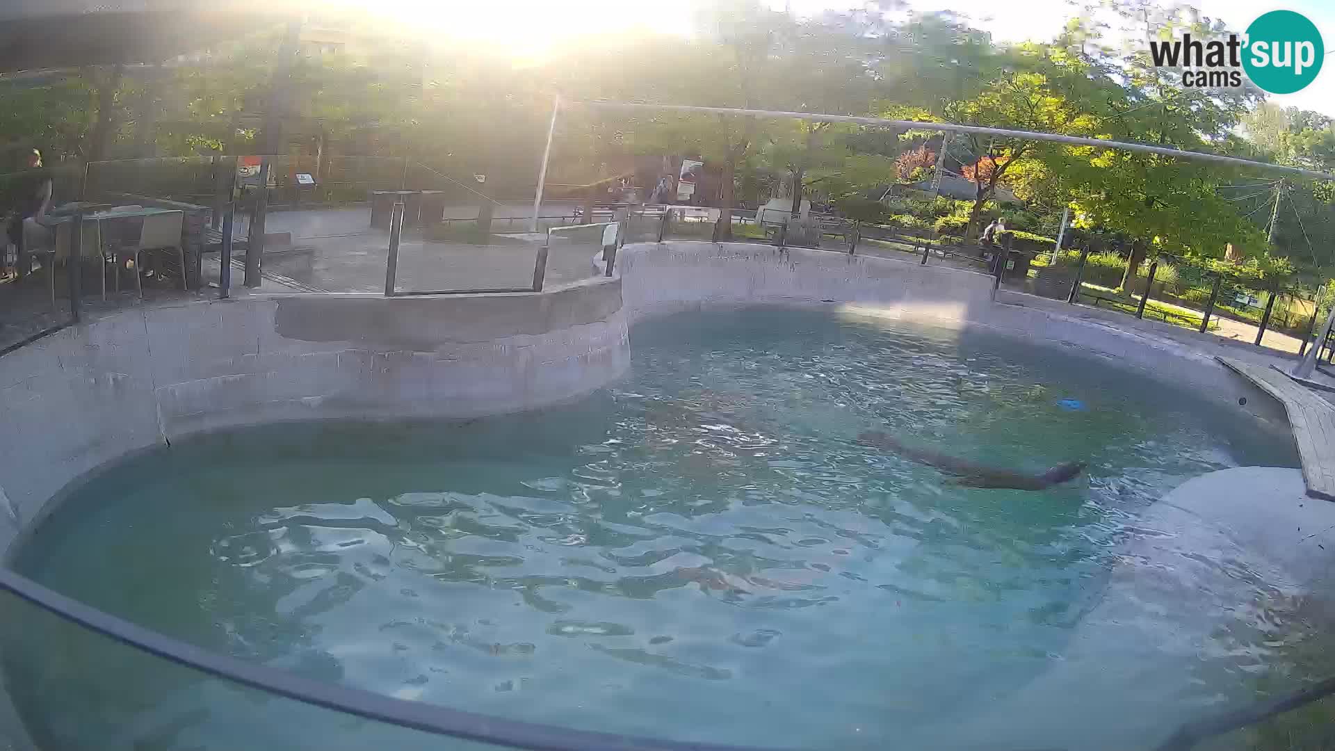 Zoo Zagreb – California Sea Lion