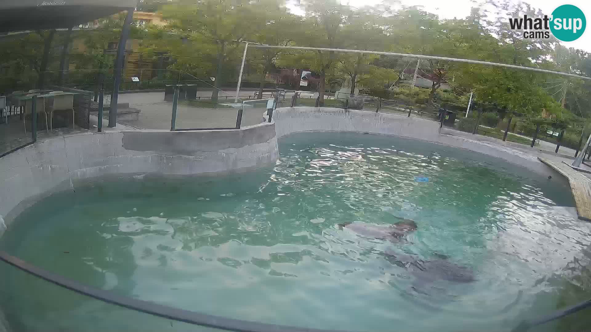 Zoo Zagreb –  León marino de California