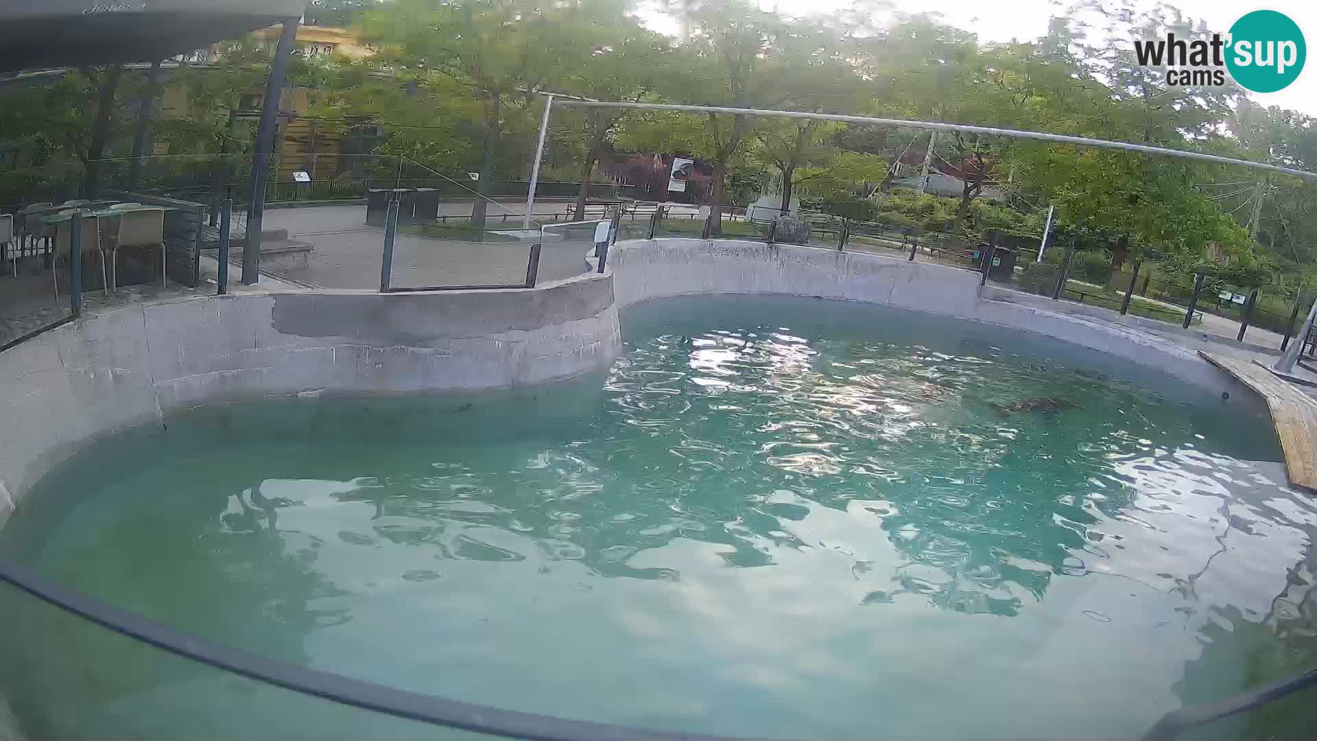 Zoo Zagreb –  León marino de California