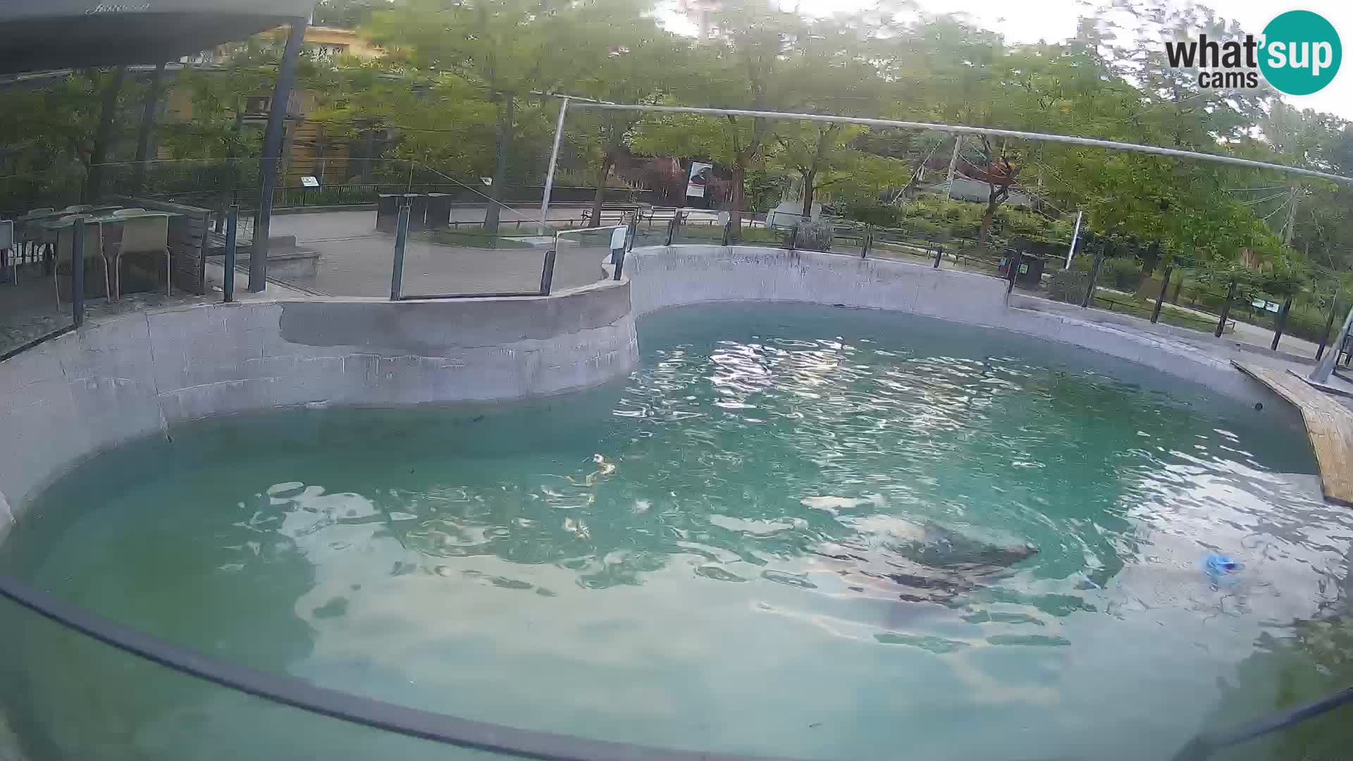 Zoo Zagreb – Otaria della California