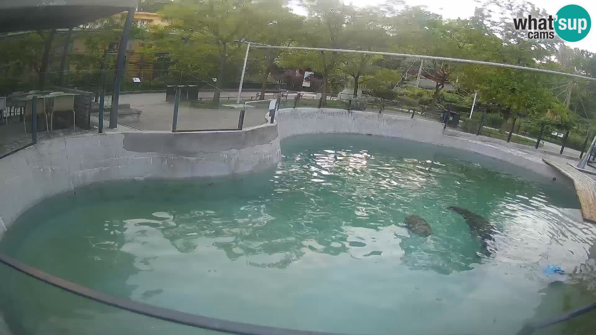Zoo Zagreb –  León marino de California
