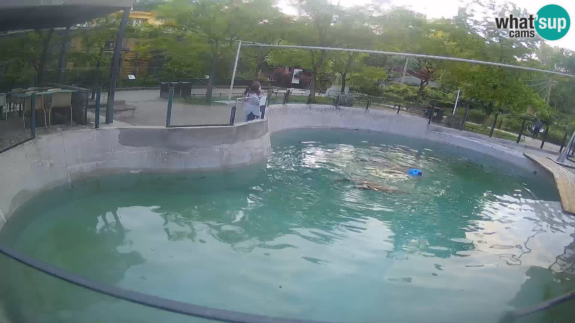 Zoo Zagreb –  León marino de California