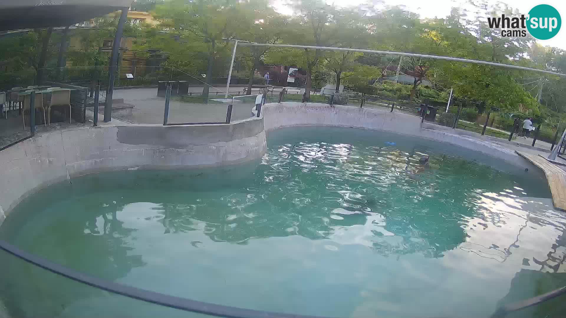 Zoo Zagreb –  León marino de California