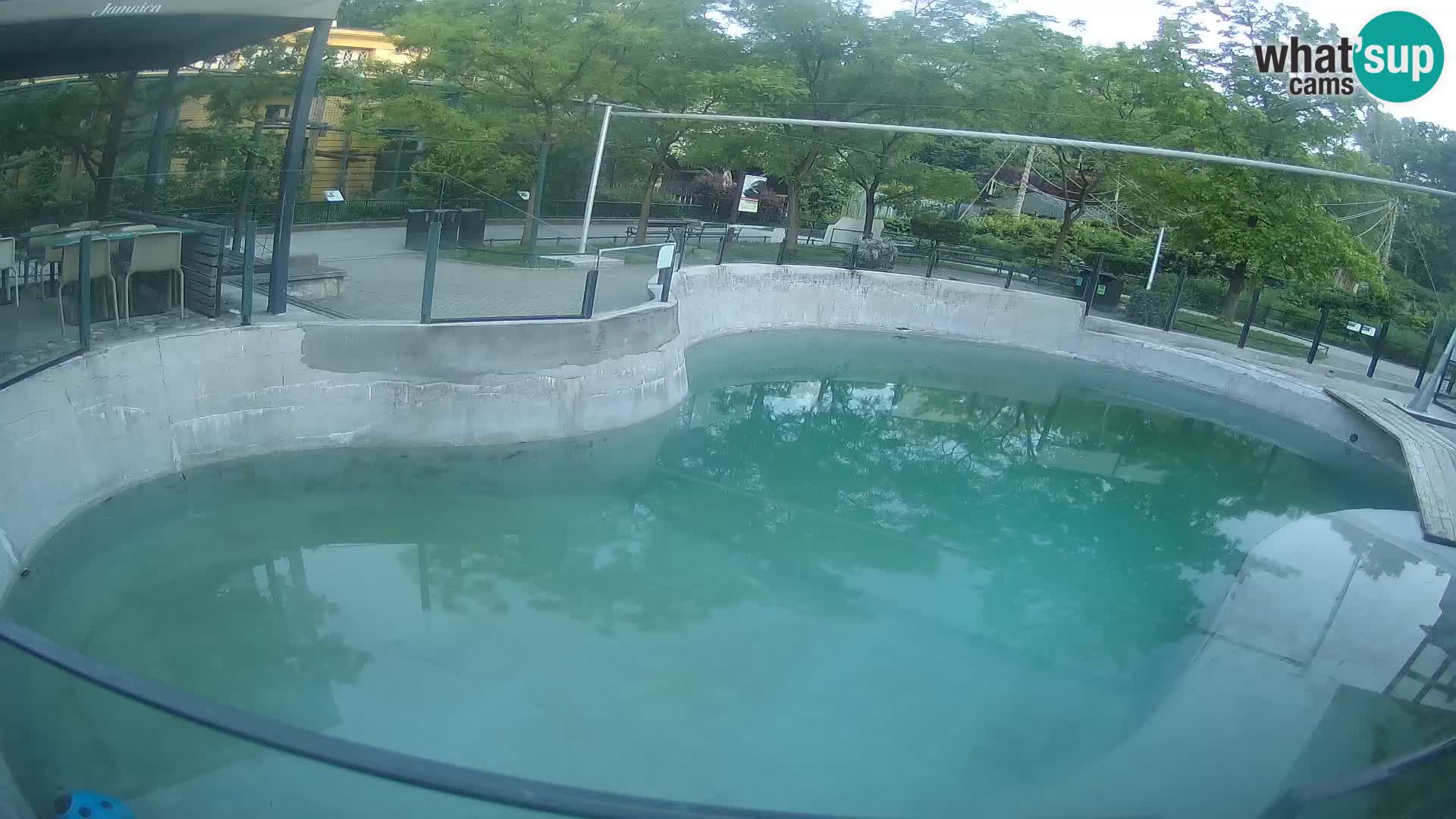 Zoo Zagreb – Kalifornijski morski lav