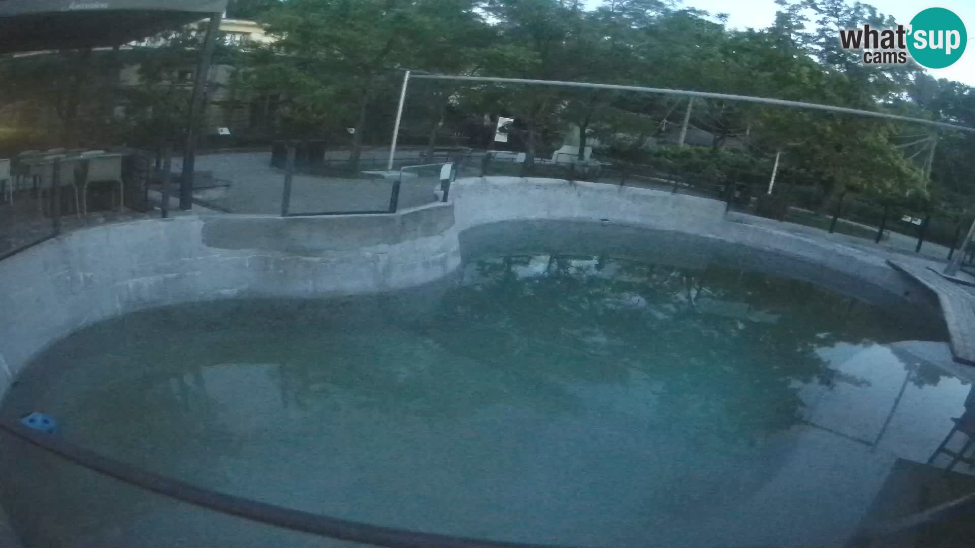 Zoo Zagreb – California Sea Lion