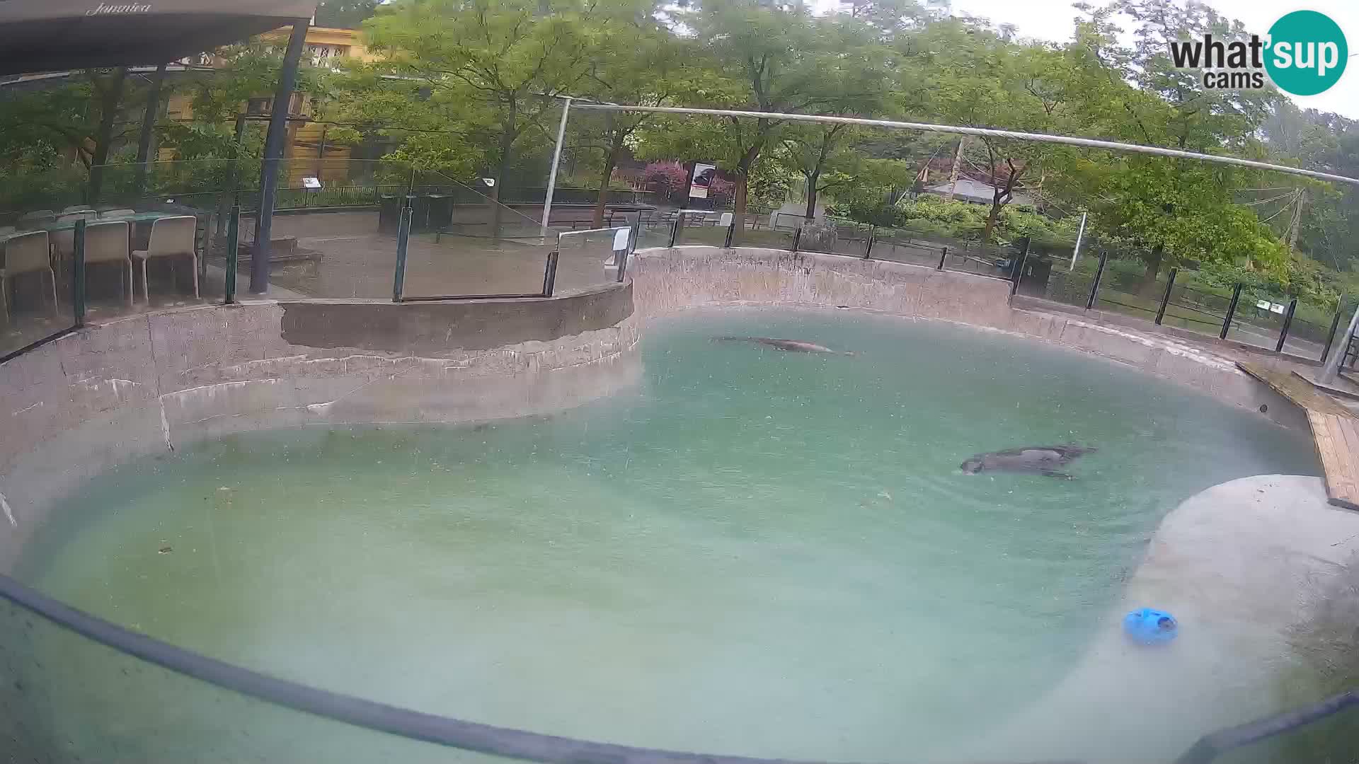 Zoo Zagreb – Kalifornischer Seelöwe