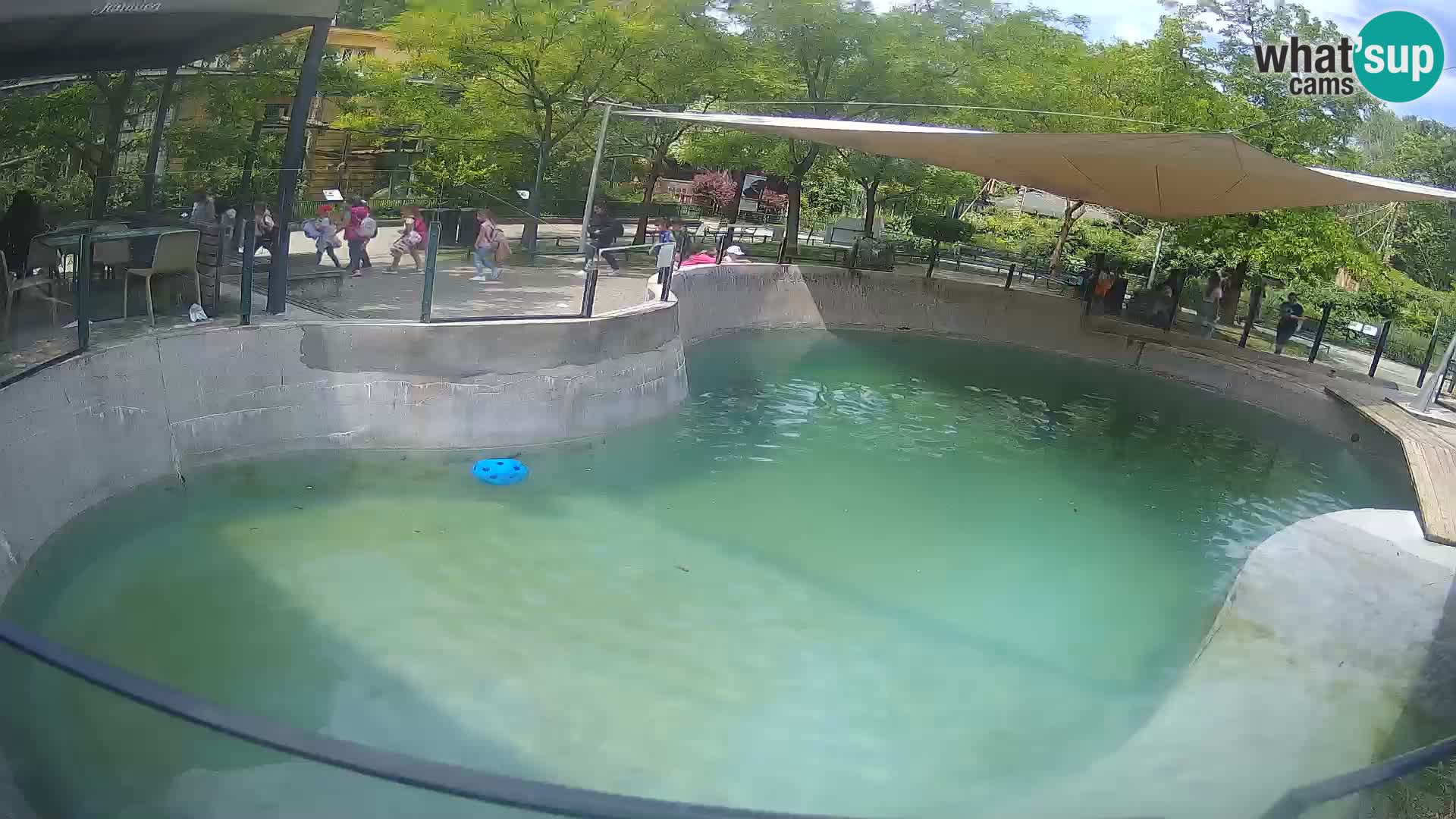 Zoo Zagreb – California Sea Lion