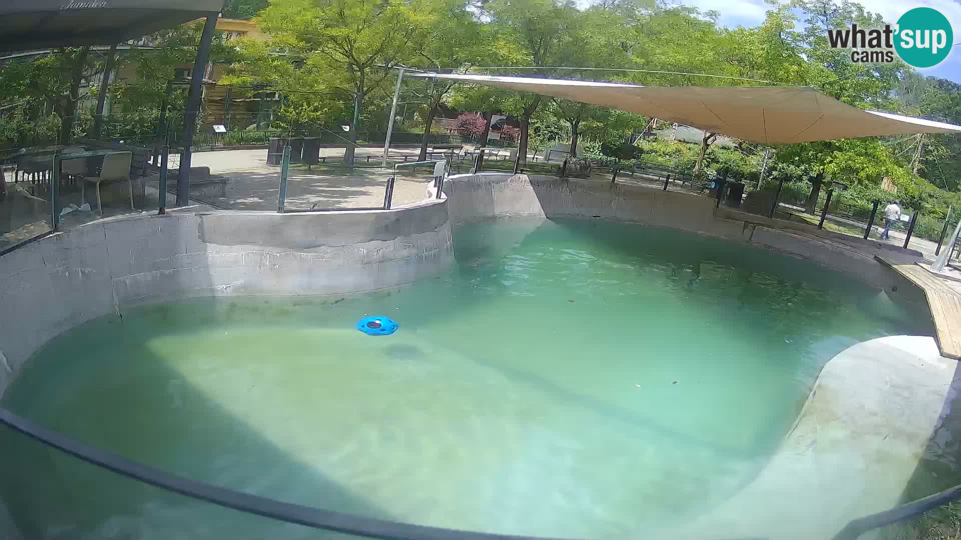 Zoo Zagreb – Kalifornischer Seelöwe