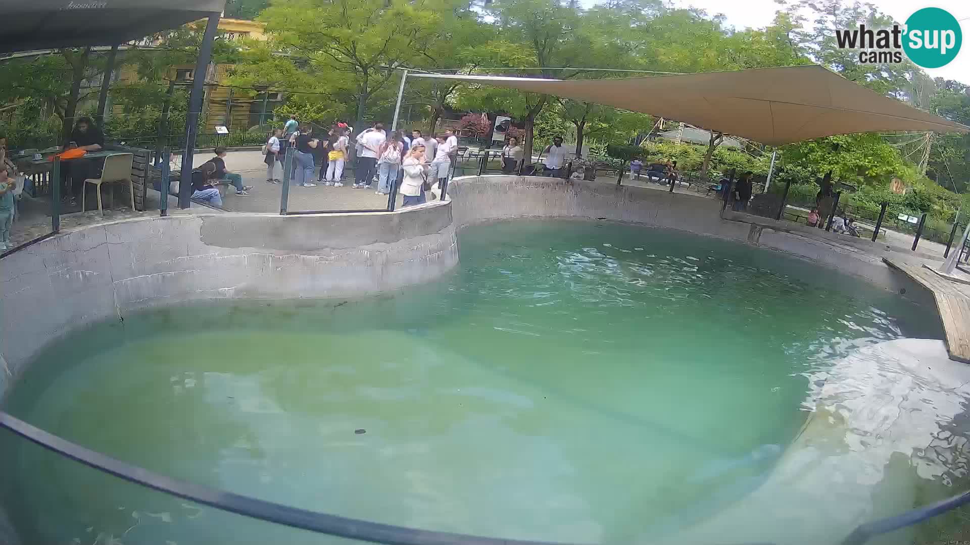 Zoo Zagreb – California Sea Lion