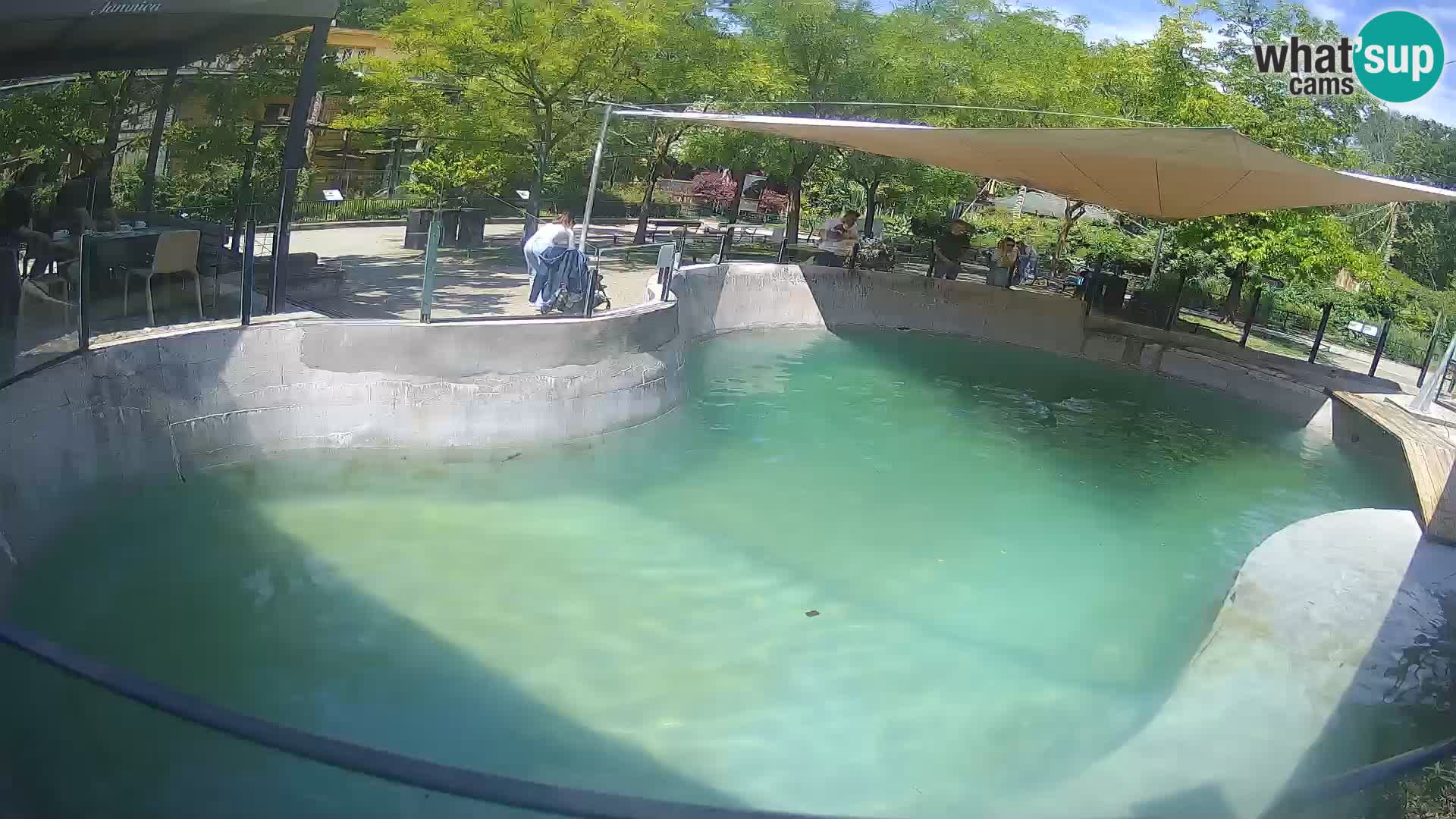 Zoo Zagreb – California Sea Lion