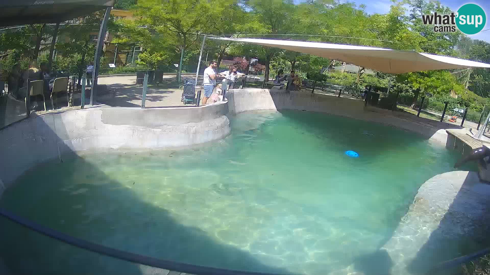 Zoo Zagreb – Kalifornischer Seelöwe