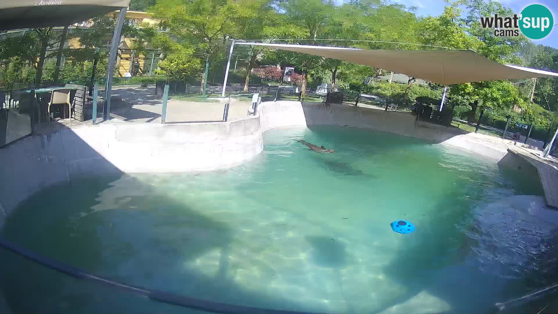 Zoo Zagreb –  León marino de California