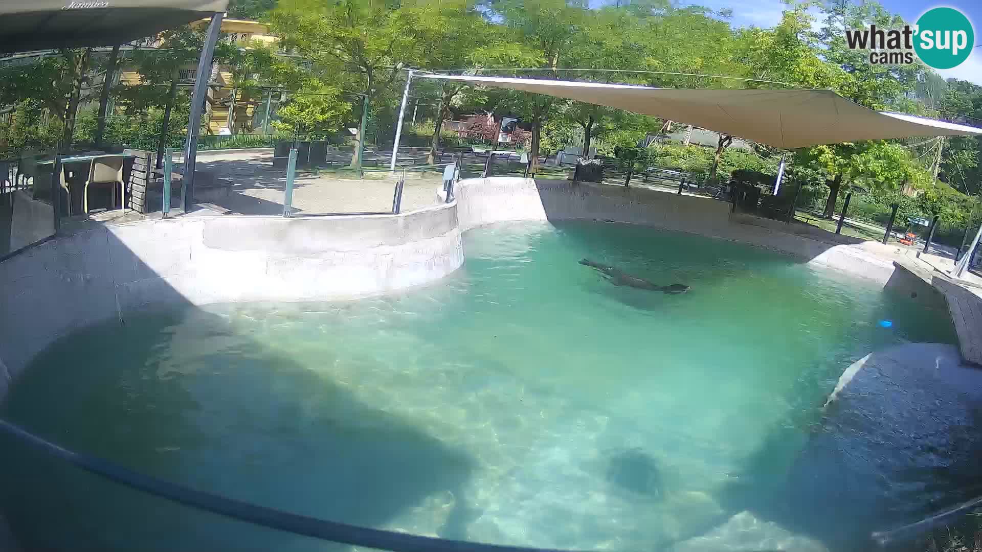 Zoo Zagreb – Kalifornijski morski lav