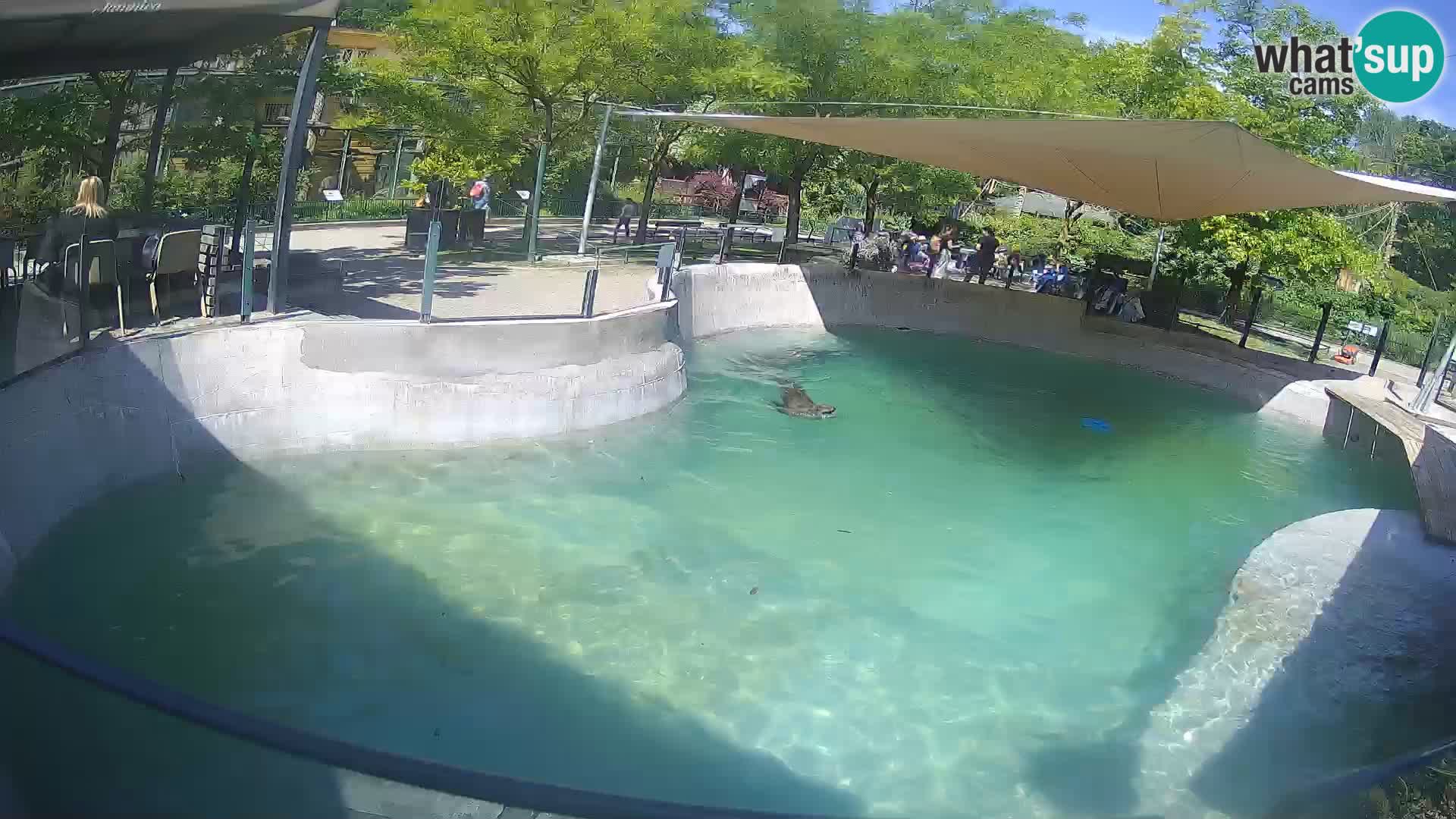 Zoo Zagreb – Kalifornijski morski lev