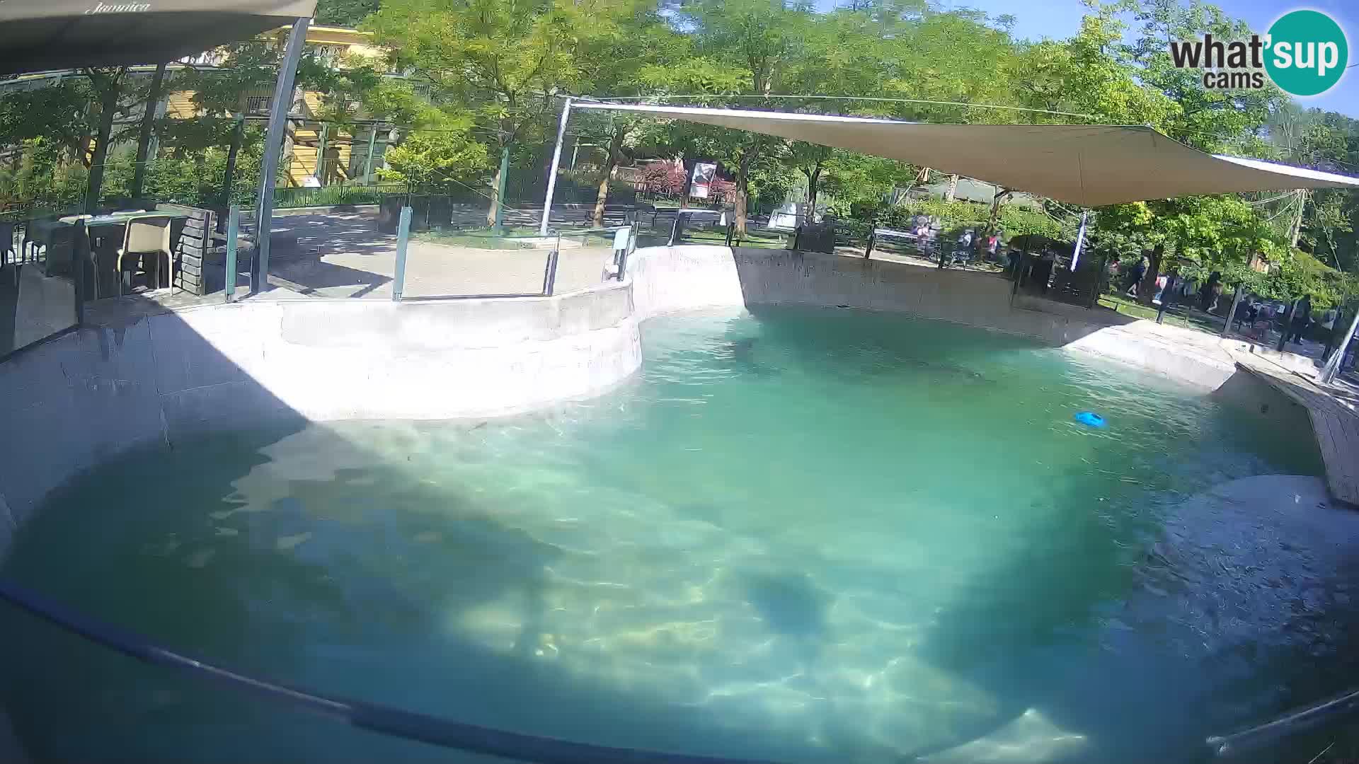 Zoo Zagreb – California Sea Lion