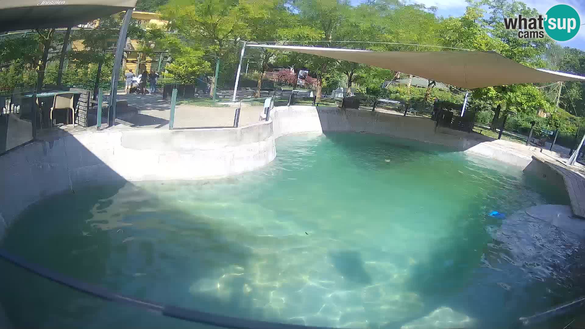 Zoo Zagreb – Kalifornijski morski lav