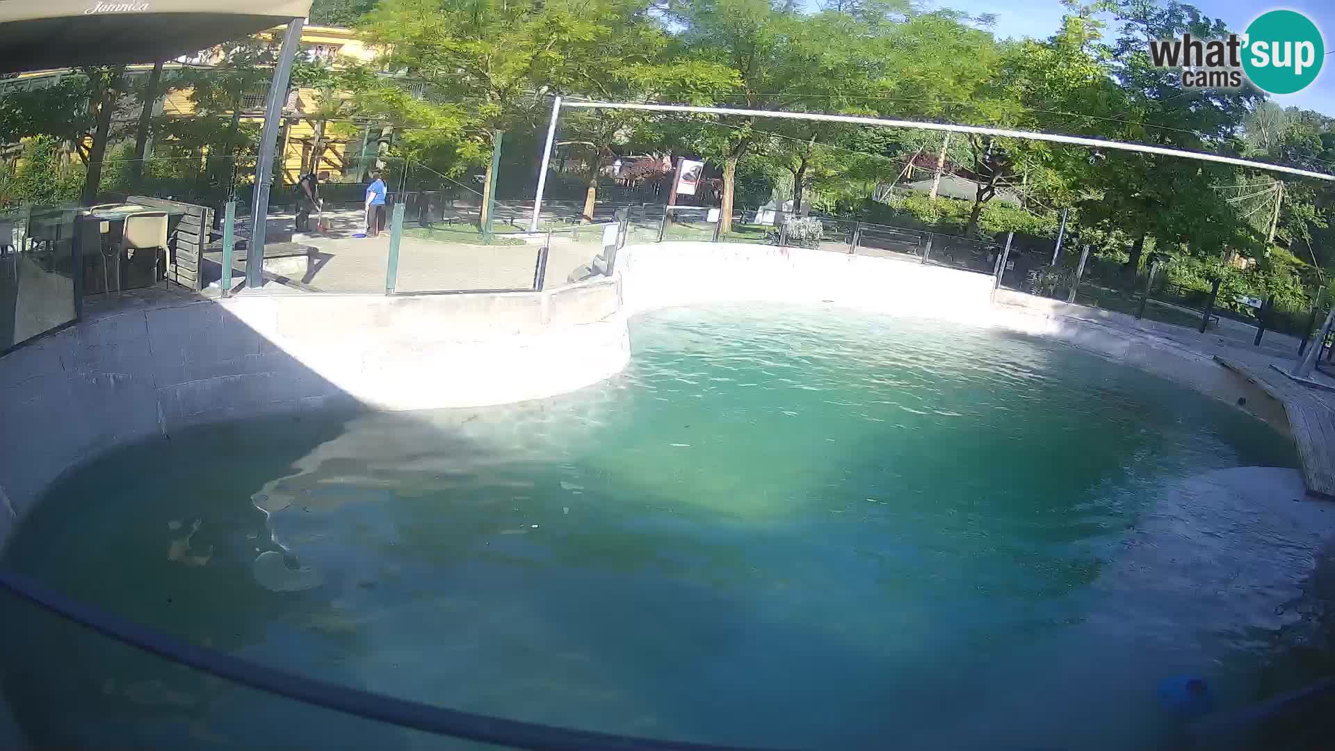 Zoo Zagreb – California Sea Lion