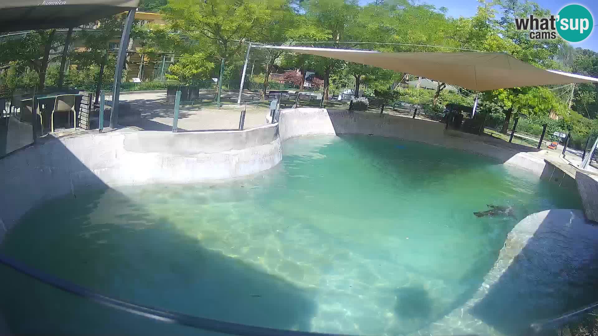 Zoo Zagreb – Kalifornischer Seelöwe