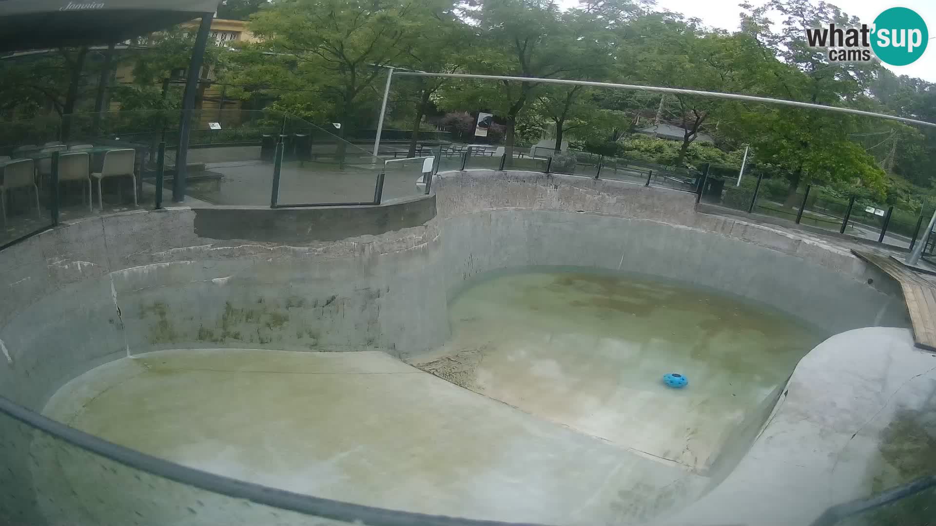 Zoo Zagreb – Kalifornijski morski lav