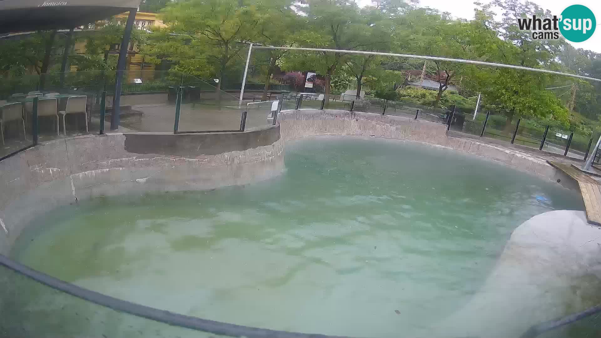 Zoo Zagreb – California Sea Lion