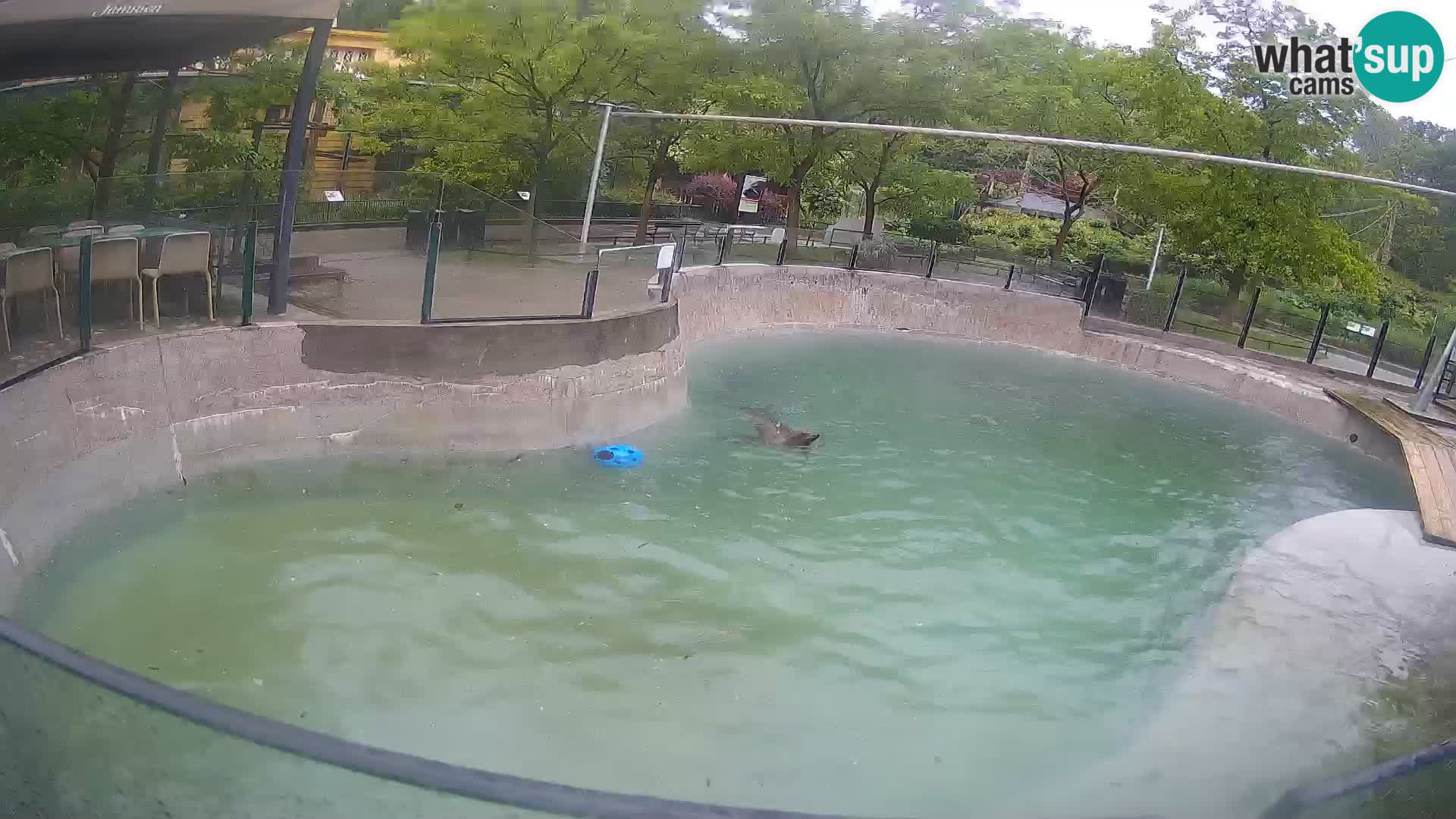 Zoo Zagreb –  León marino de California
