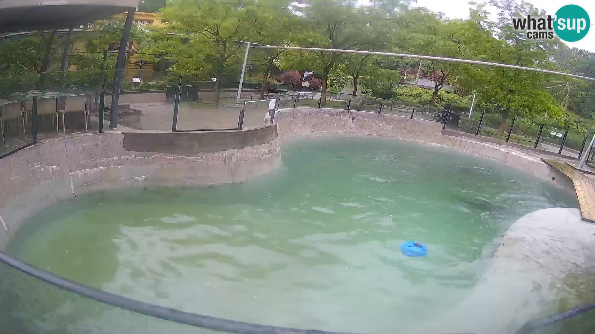 Zoo Zagreb – California Sea Lion