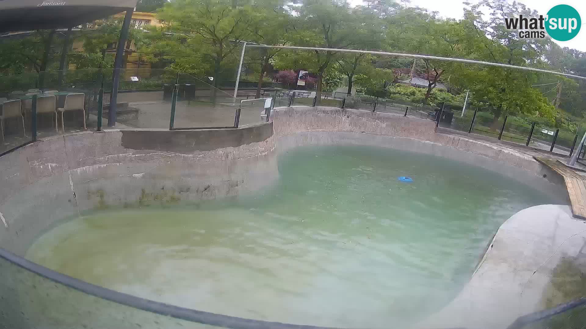 Zoo Zagreb – Kalifornijski morski lav