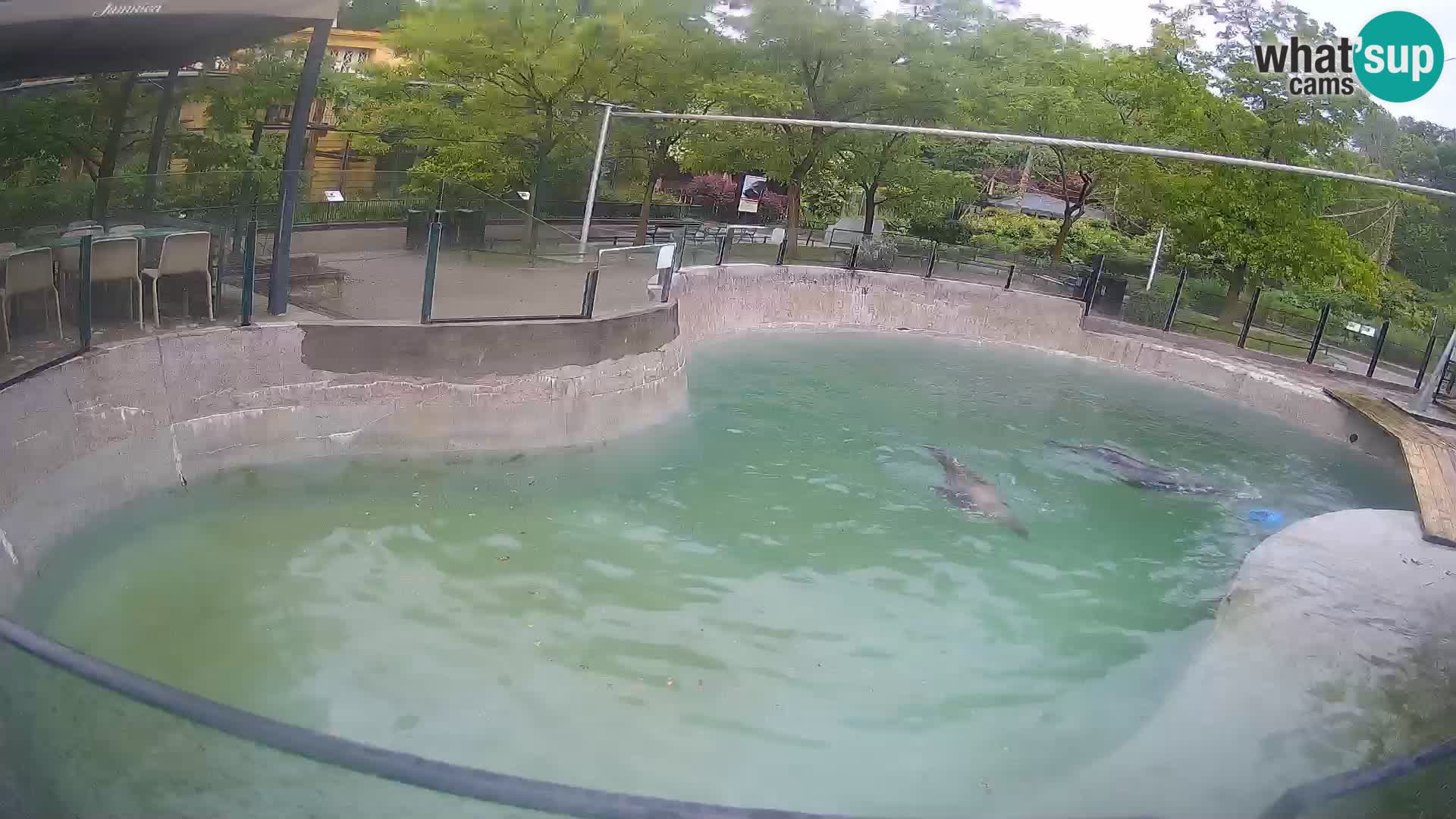 Zoo Zagreb – California Sea Lion