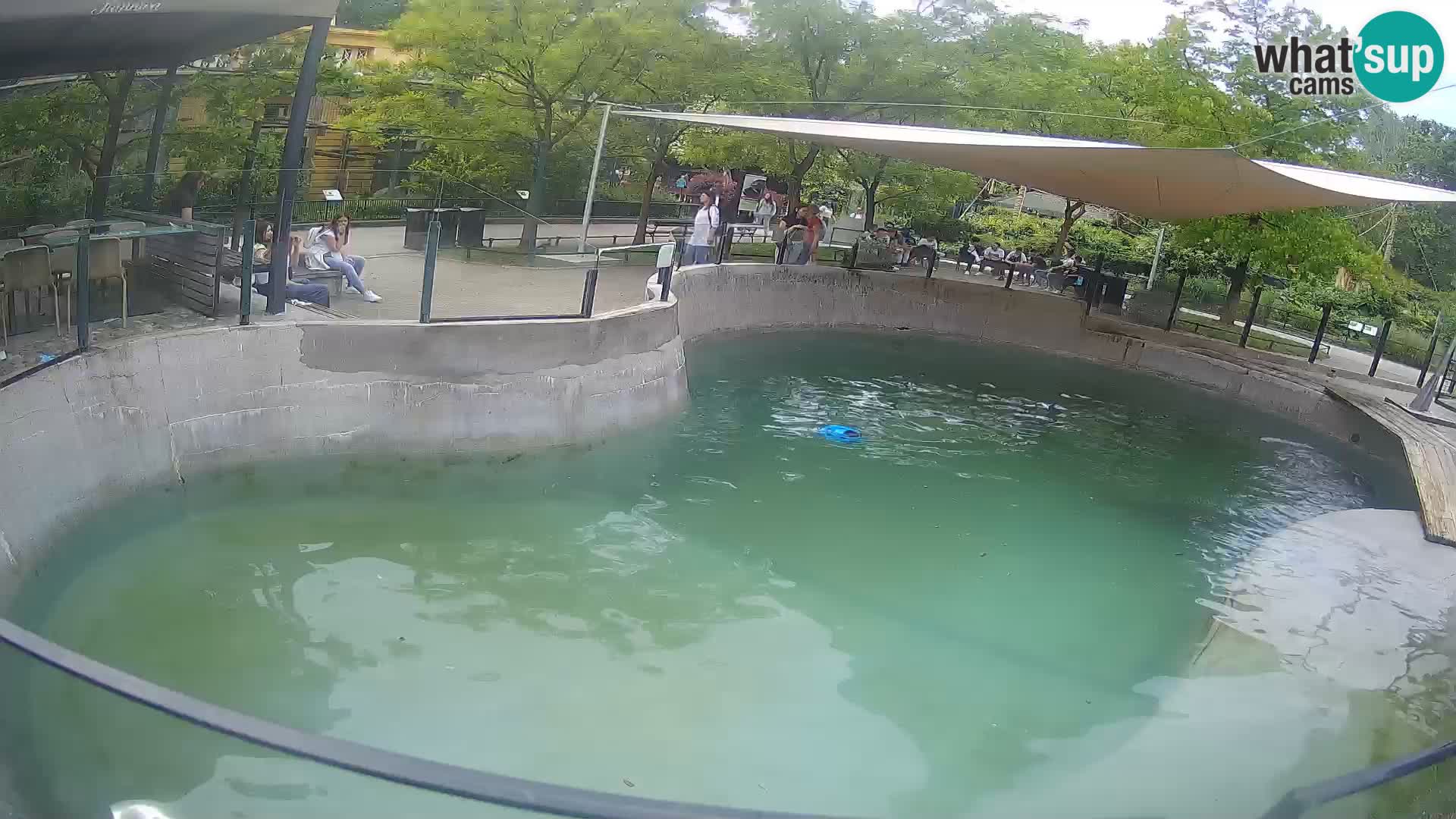 Zoo Zagreb – California Sea Lion